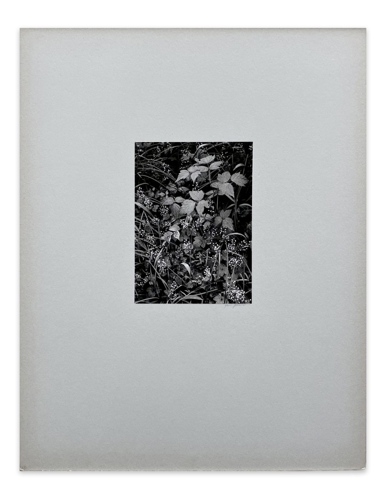 Ansel Adams, Trailside, Near Juneau, Alaska, From Portfolio One: Twelve Photographic prints by Ansel Adams, 1948