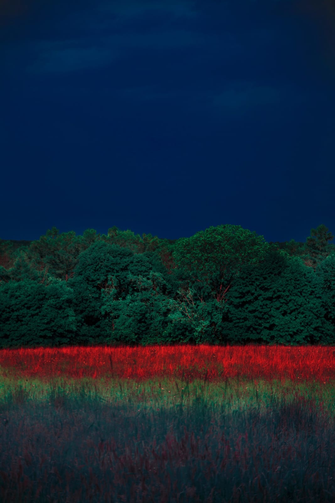 Erik Madigan Heck, Untitled, The Garden, 2019