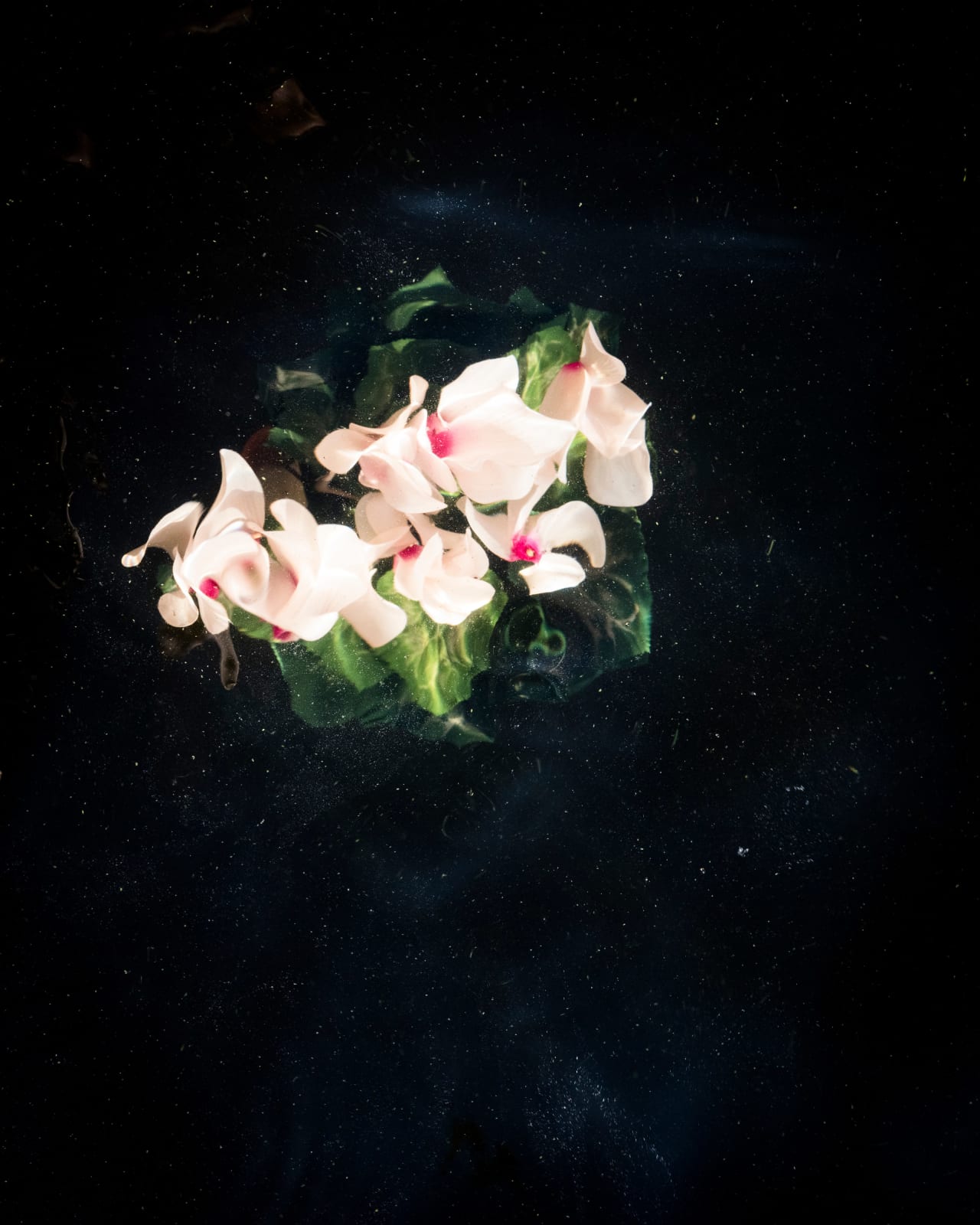 Cig Harvey, Cyclamen (Sinking), Lincolnville, Maine, 2019