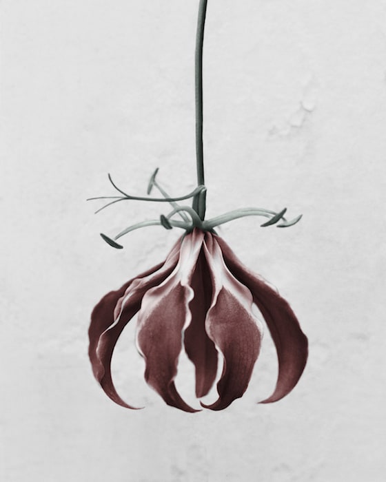 Vee Speers, Gloriosa Superba, 2016