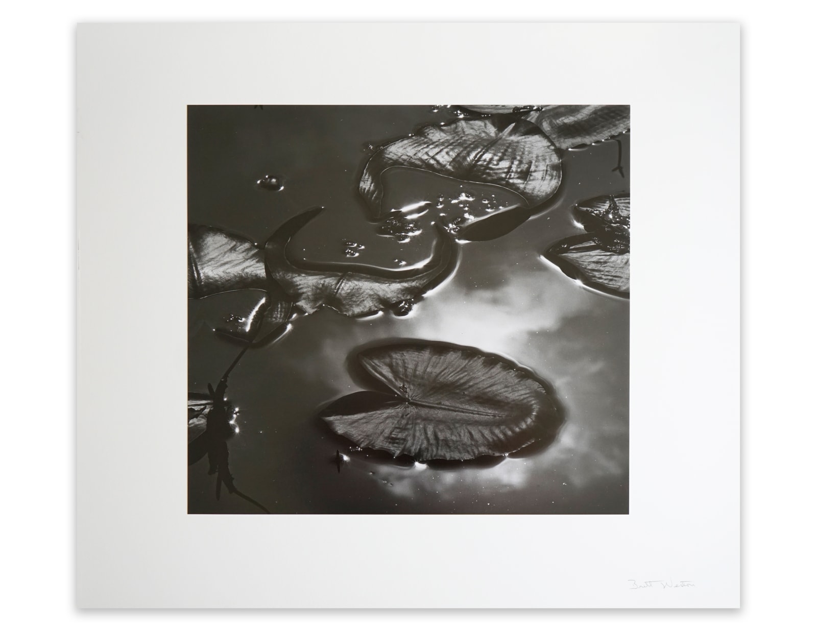 Brett Weston, Untitled