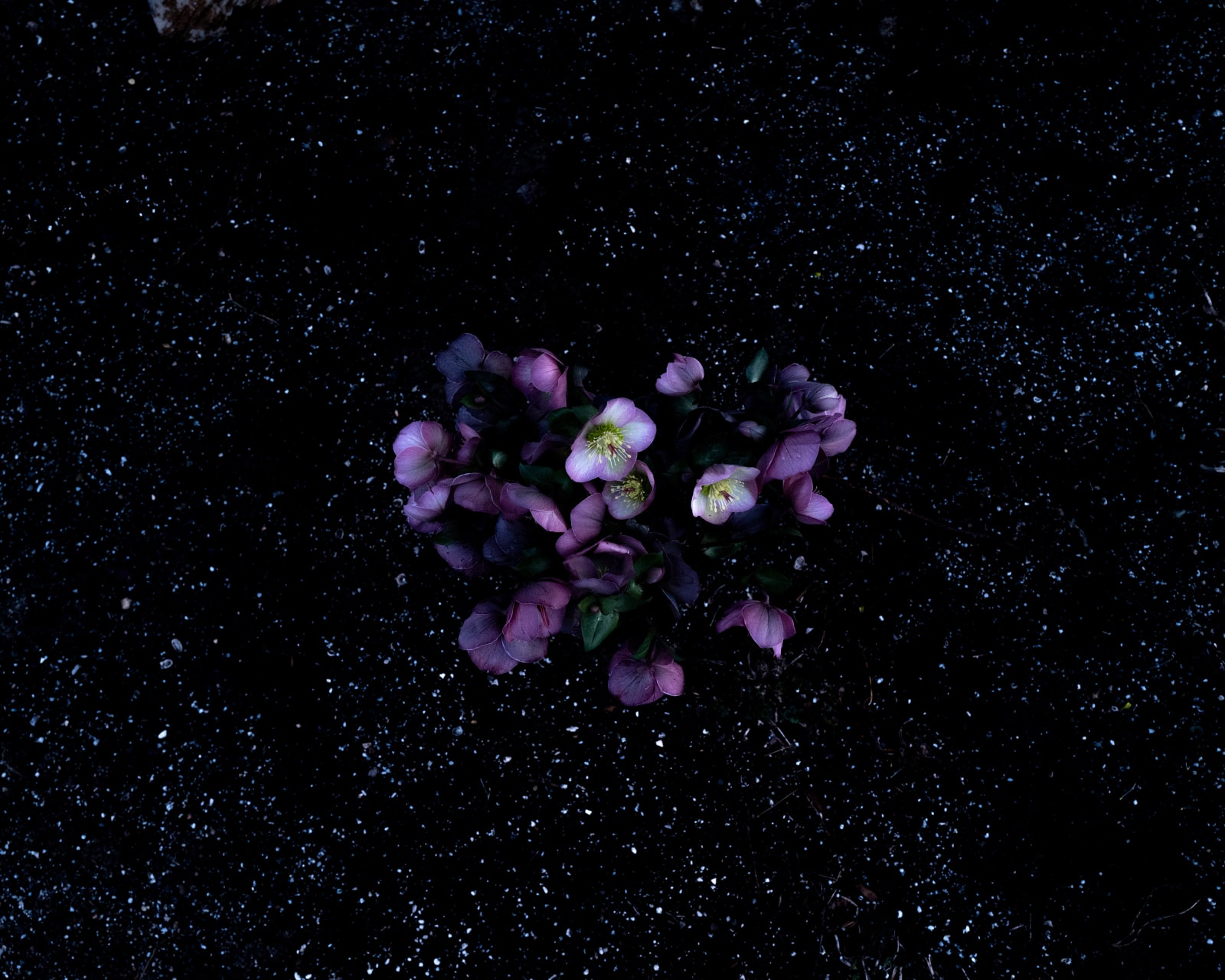 Cig Harvey, Hellebore, Rockport, Maine, 2021