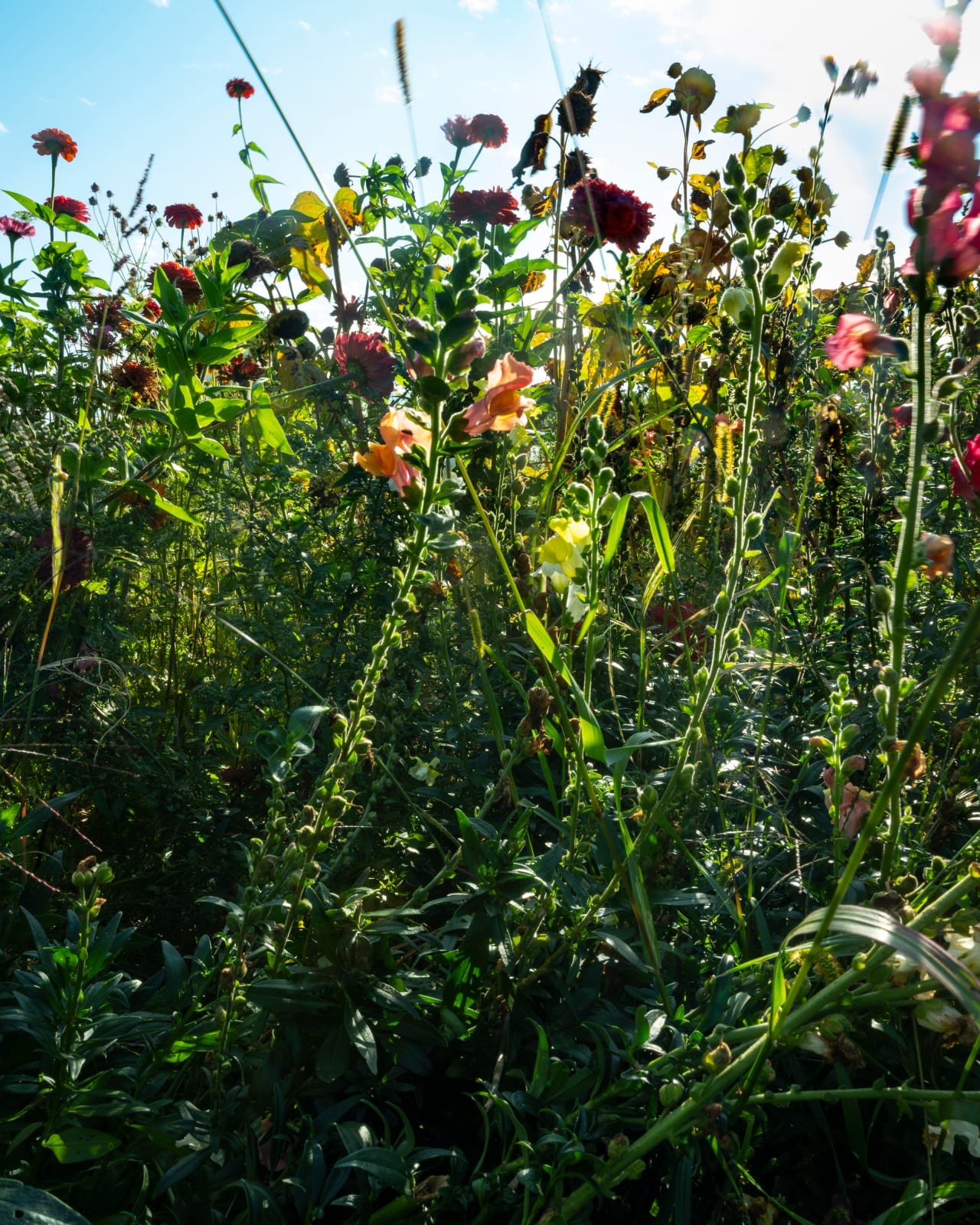 Cig Harvey, Summer Garden, Thomaston, Maine, 2019