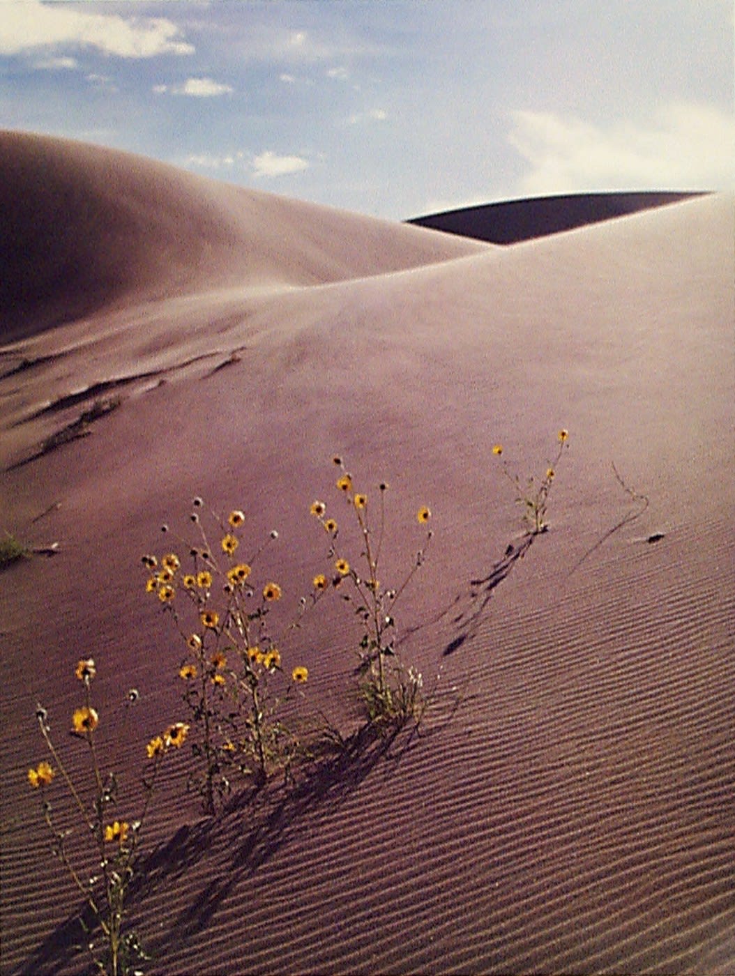 Eliot Porter, Sunflower and Sandune, Colorado, 1959