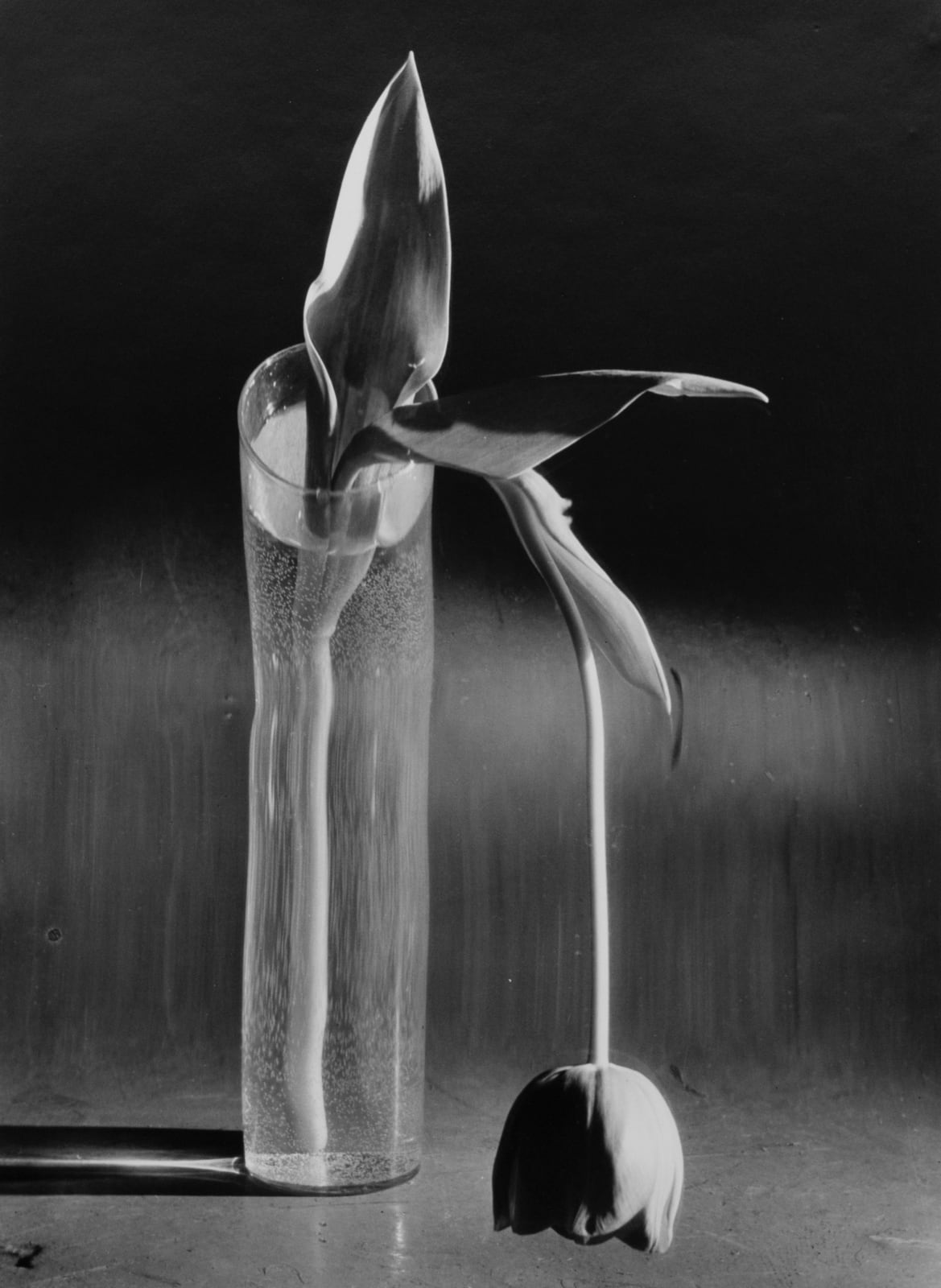 André Kertész, Melancholic Tulip, 1939