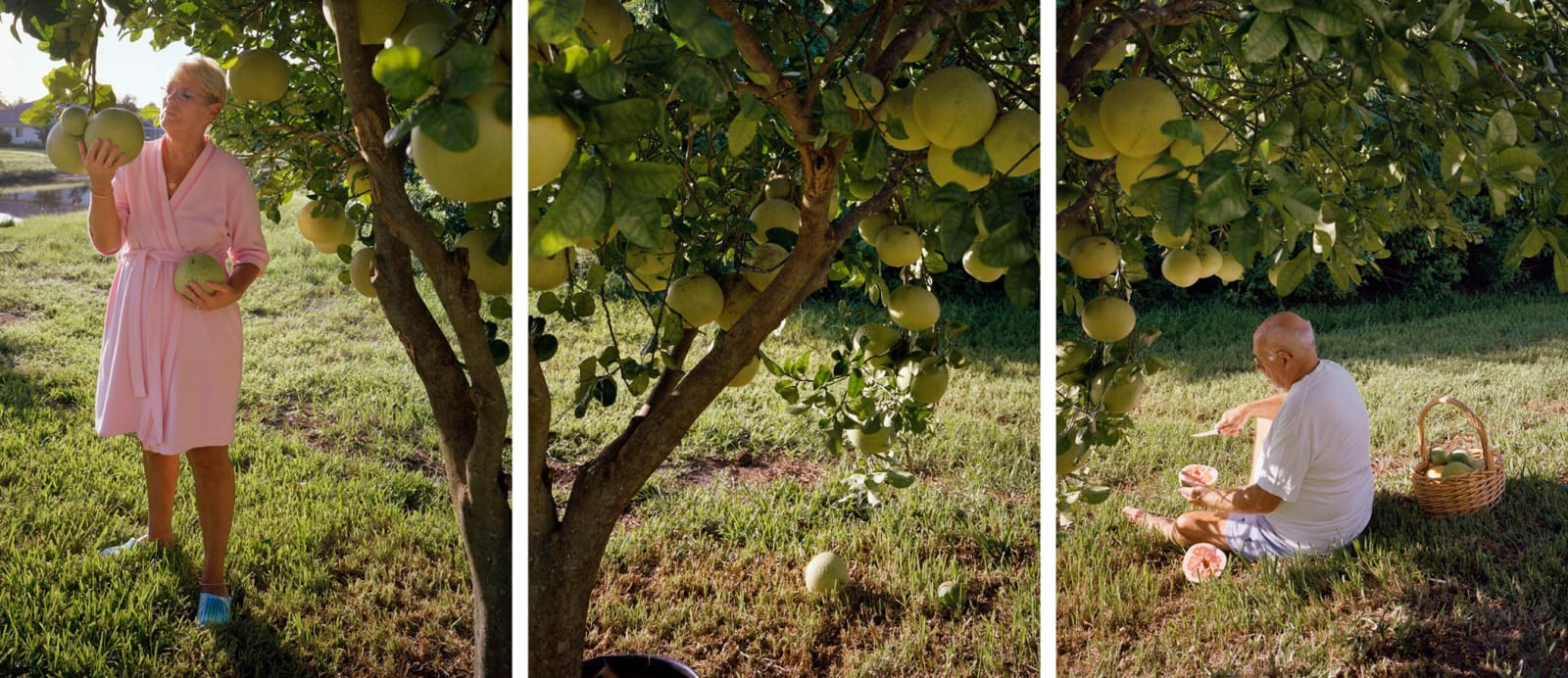 David Hilliard, Pomelos, 2012