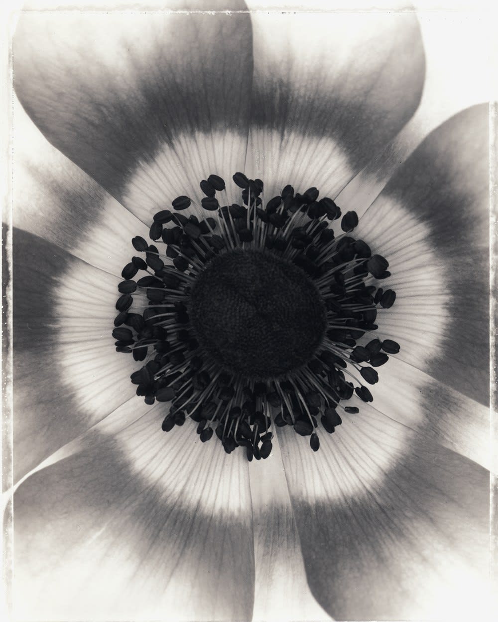 Ron Van Dongen, Anemone coronaria (SL134X), 2001