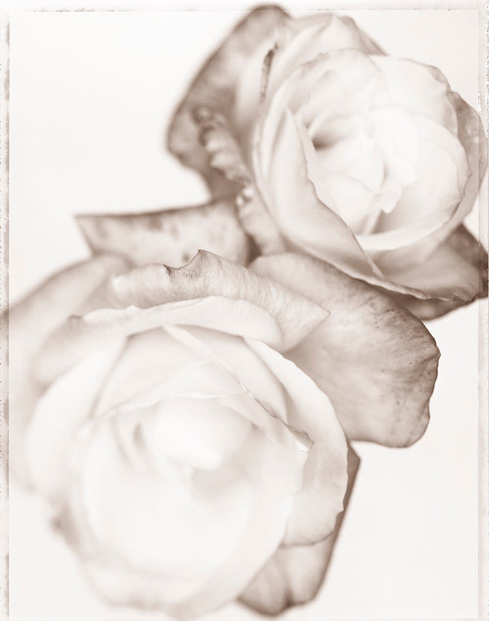 Ron Van Dongen, Rosa ‘Camille’ (SL223X), 2005