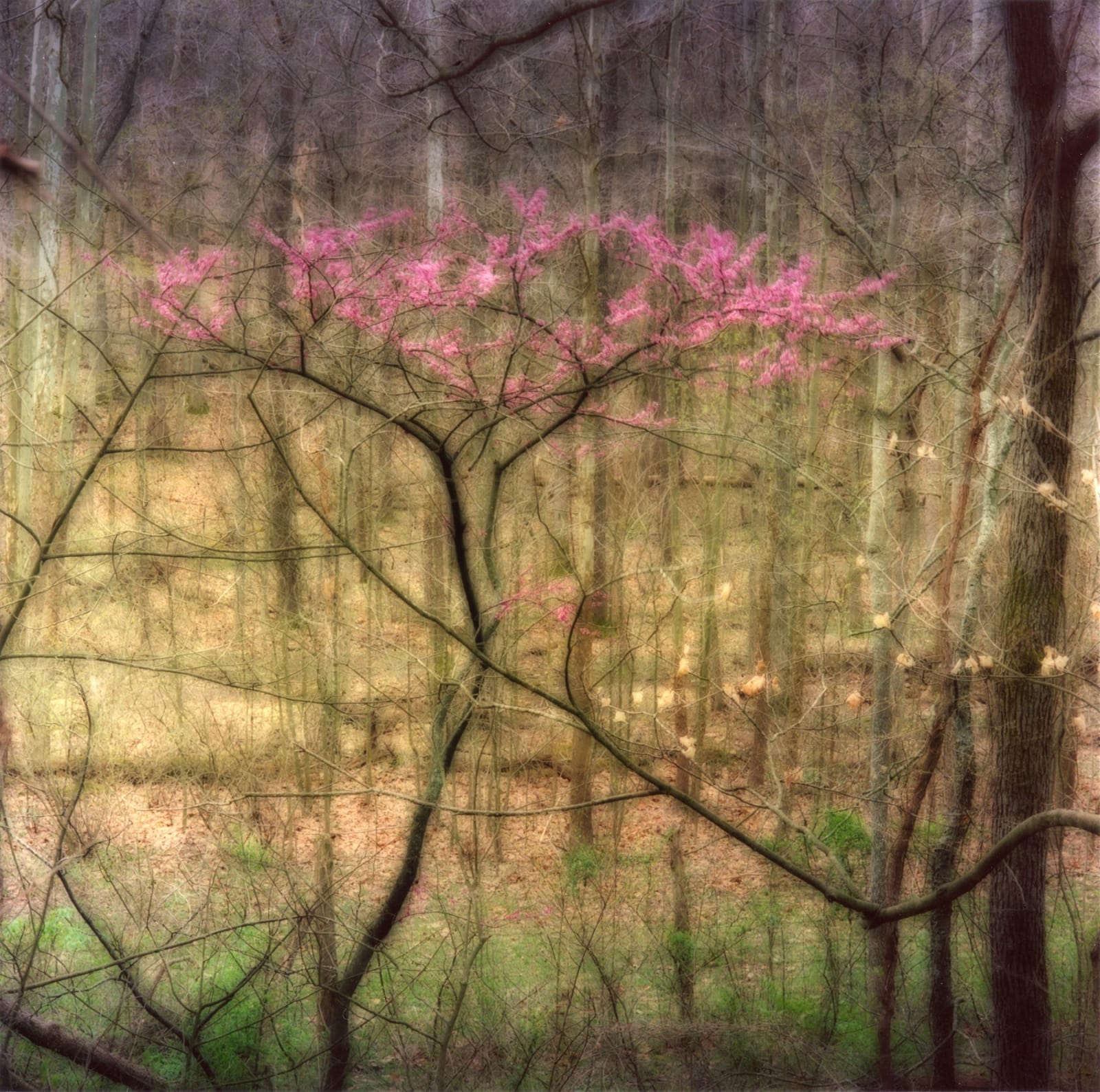 Lynn Geesaman, Bernheim Arboretum, KY, (4-08-24c-8), 2008