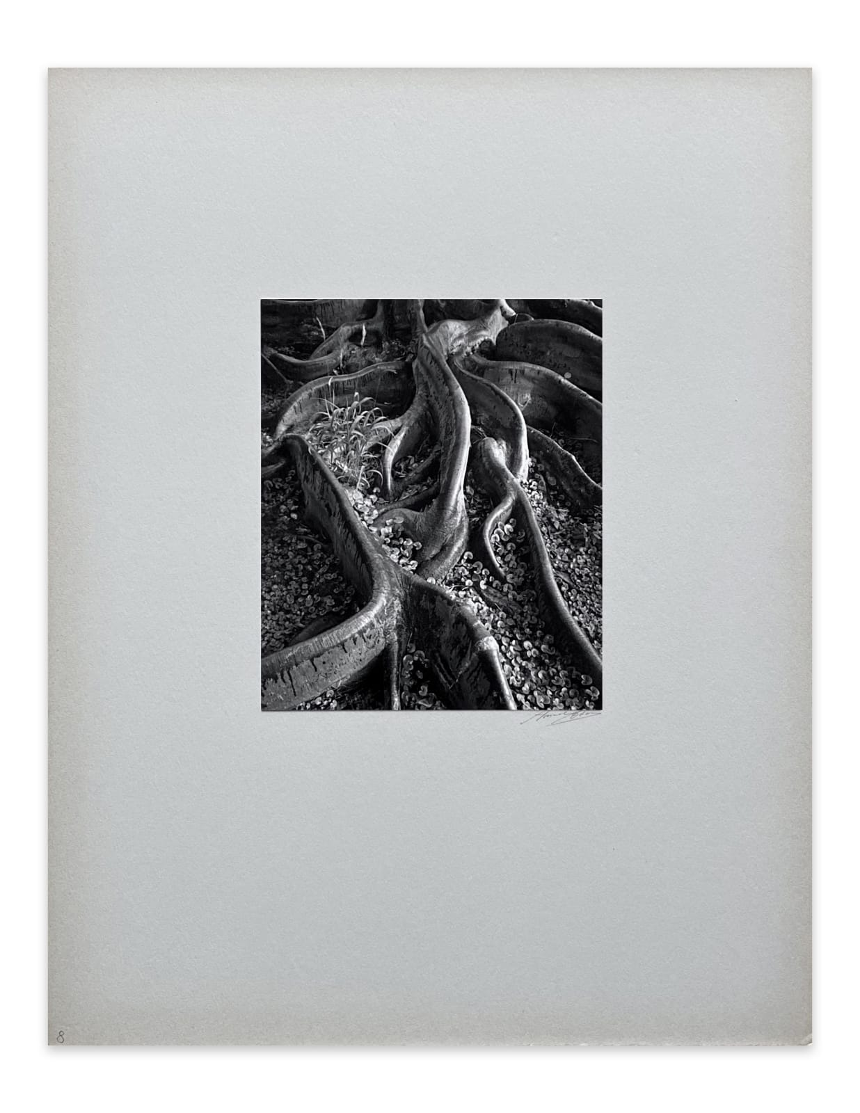 Ansel Adams, Roots, Foster Gardens, Honolulu, T. H., From Portfolio One: Twelve Photographic prints by Ansel Adams, 1948