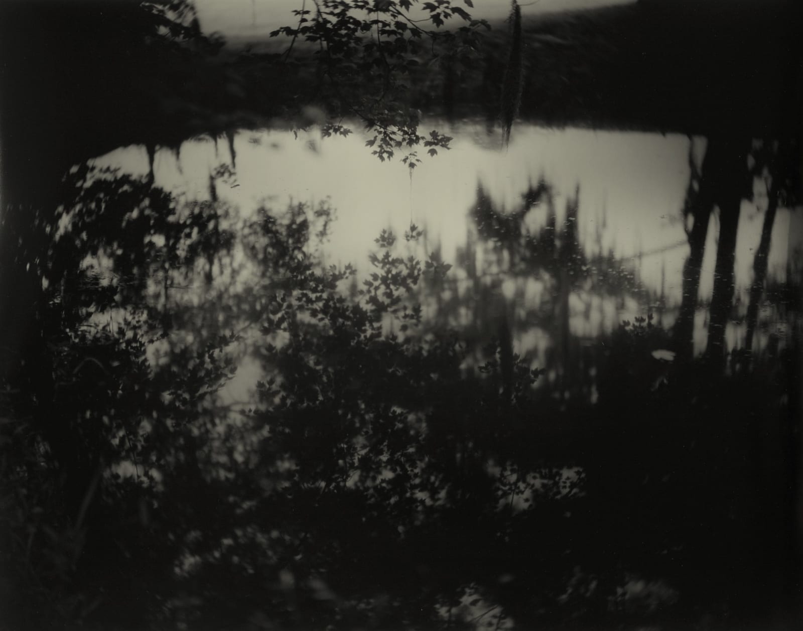 Sally Mann, Deep South, Untitled (Avery Island II), 1998
