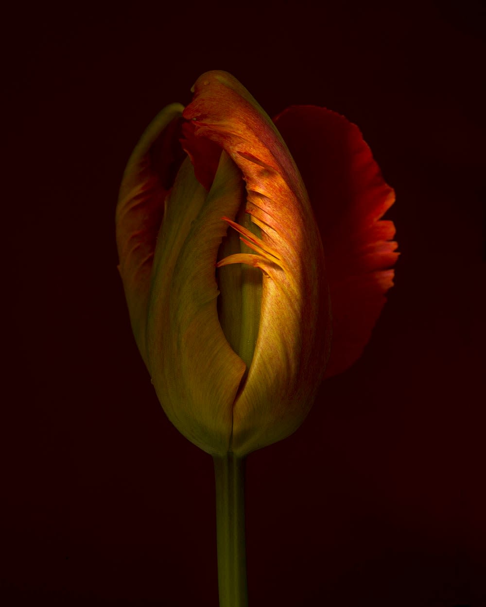 Ron Van Dongen, Tulipa ‘Blumex’ (RSL020), 2015