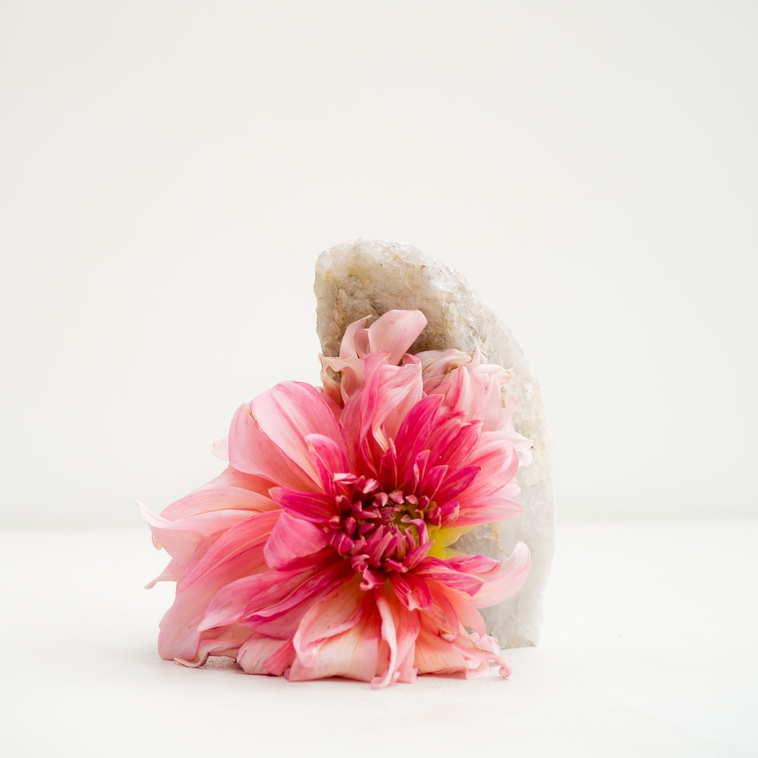 Carolyn Carr, Prettiest Pink, 2018