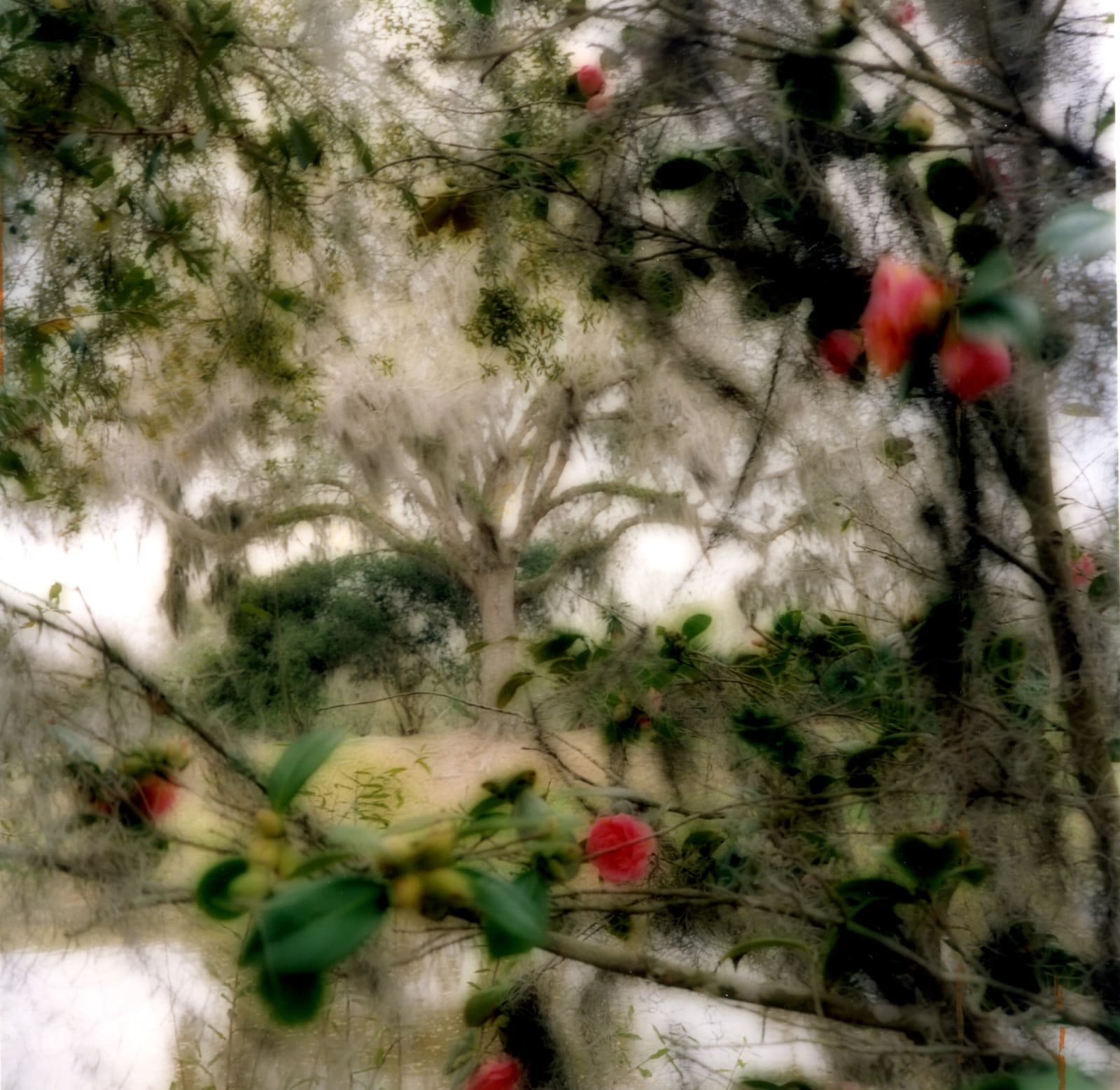 Lynn Geesaman, Avery Island, Louisiana (2-07-20c-4)