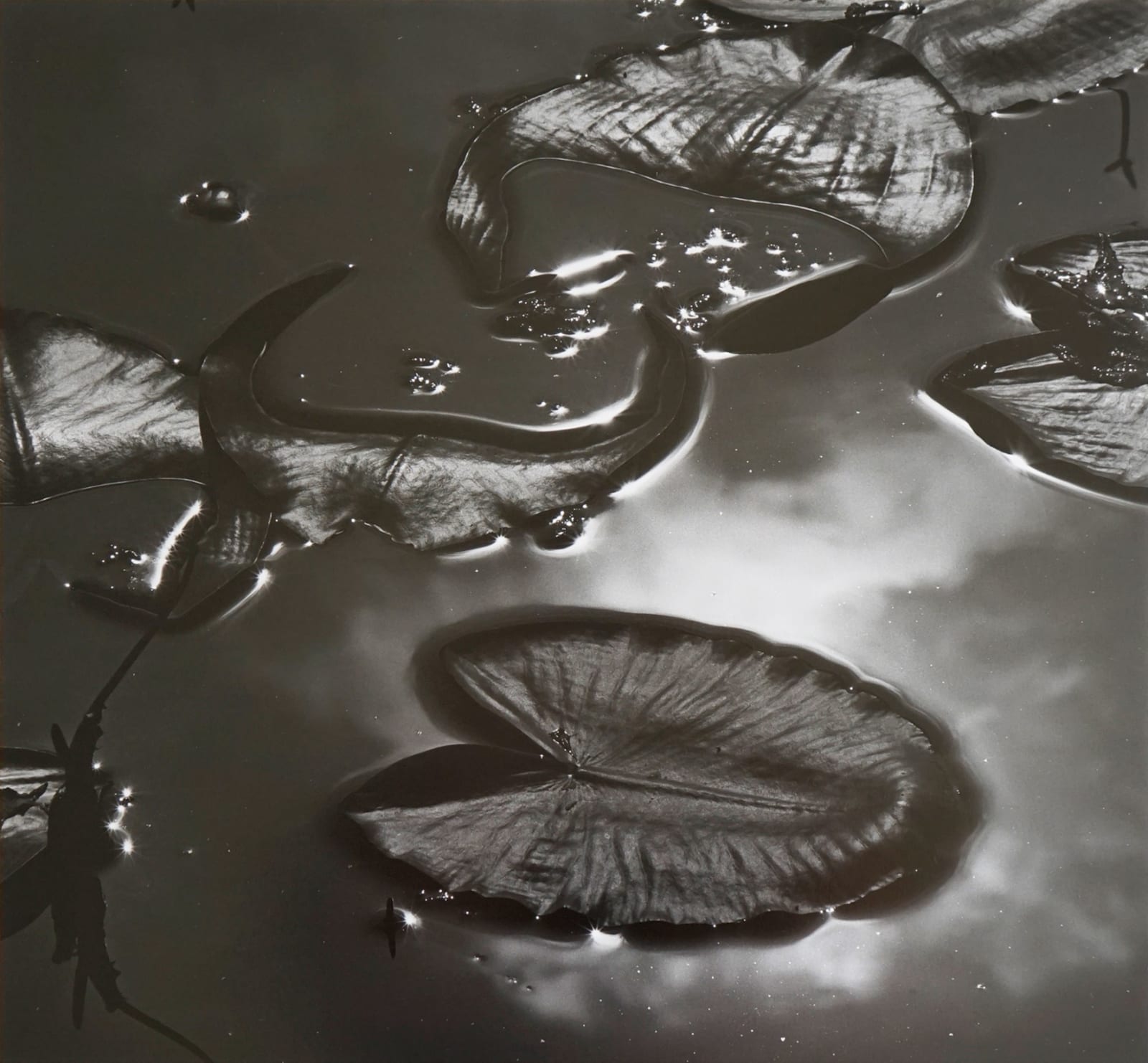 Brett Weston, Untitled