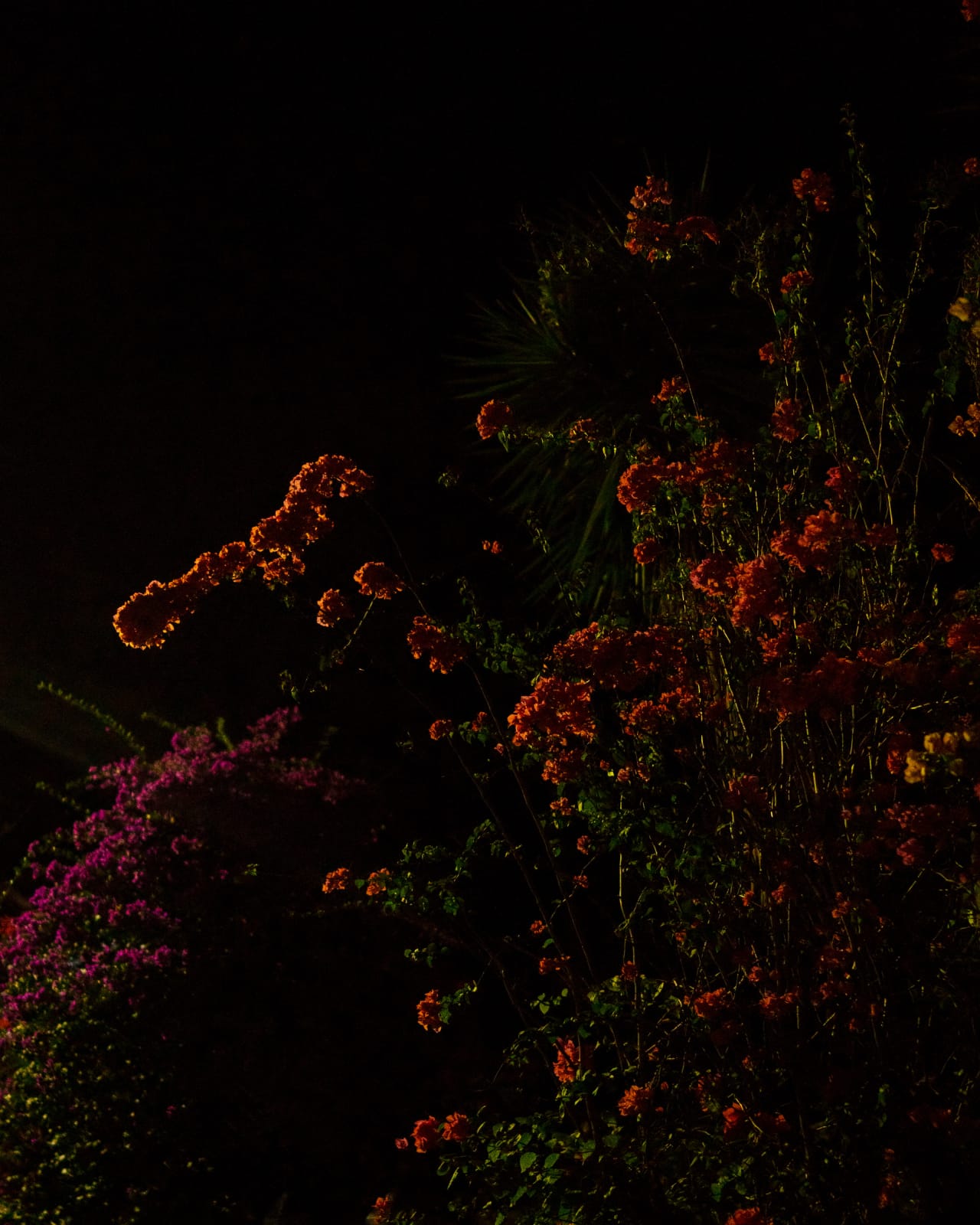 Cig Harvey, Midnight Bloom (Bougainvillea), 2018
