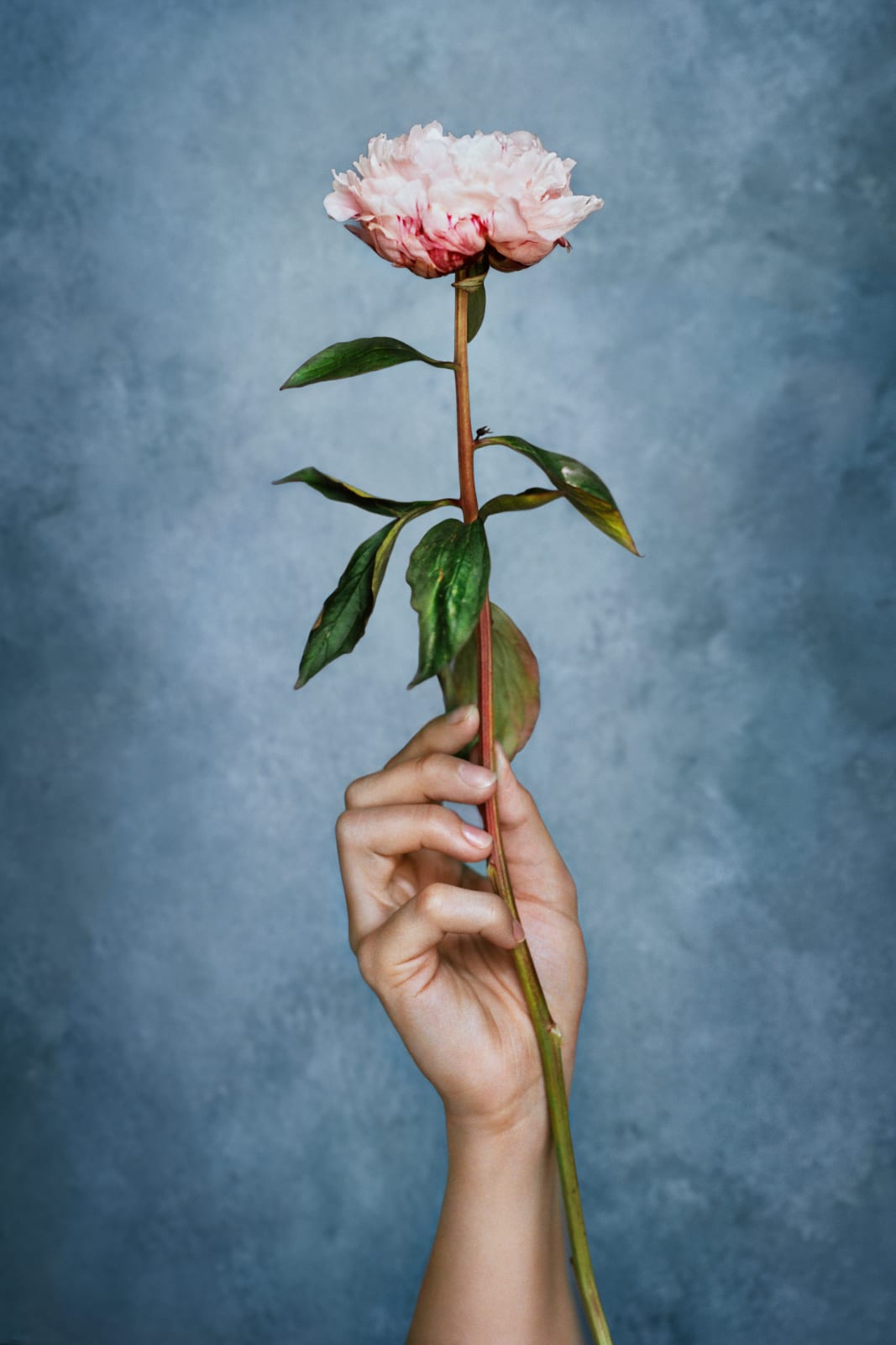 Vee Speers, Flower, From Transcendence Series, 2023