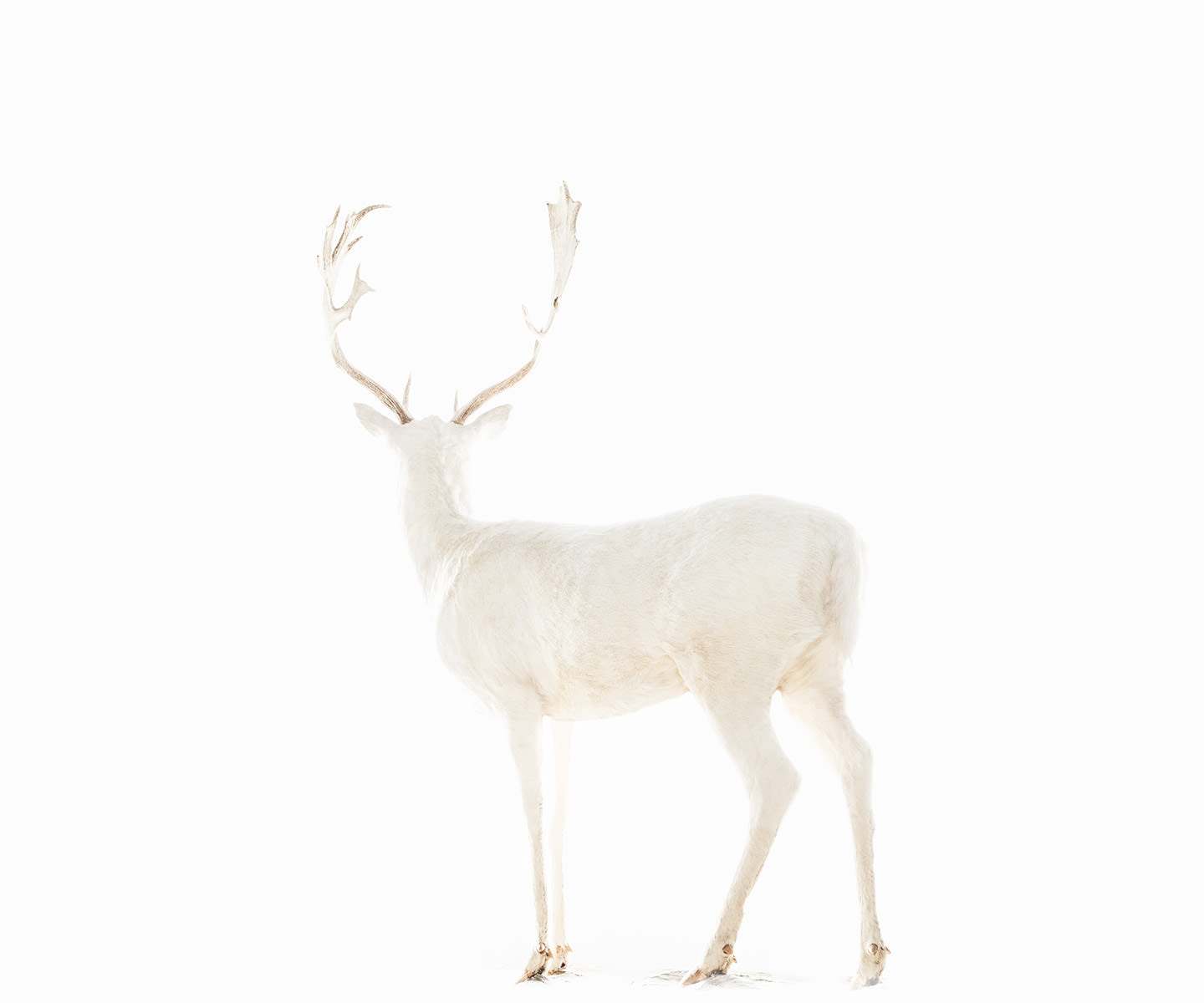 Todd Murphy, White into the White, 2016