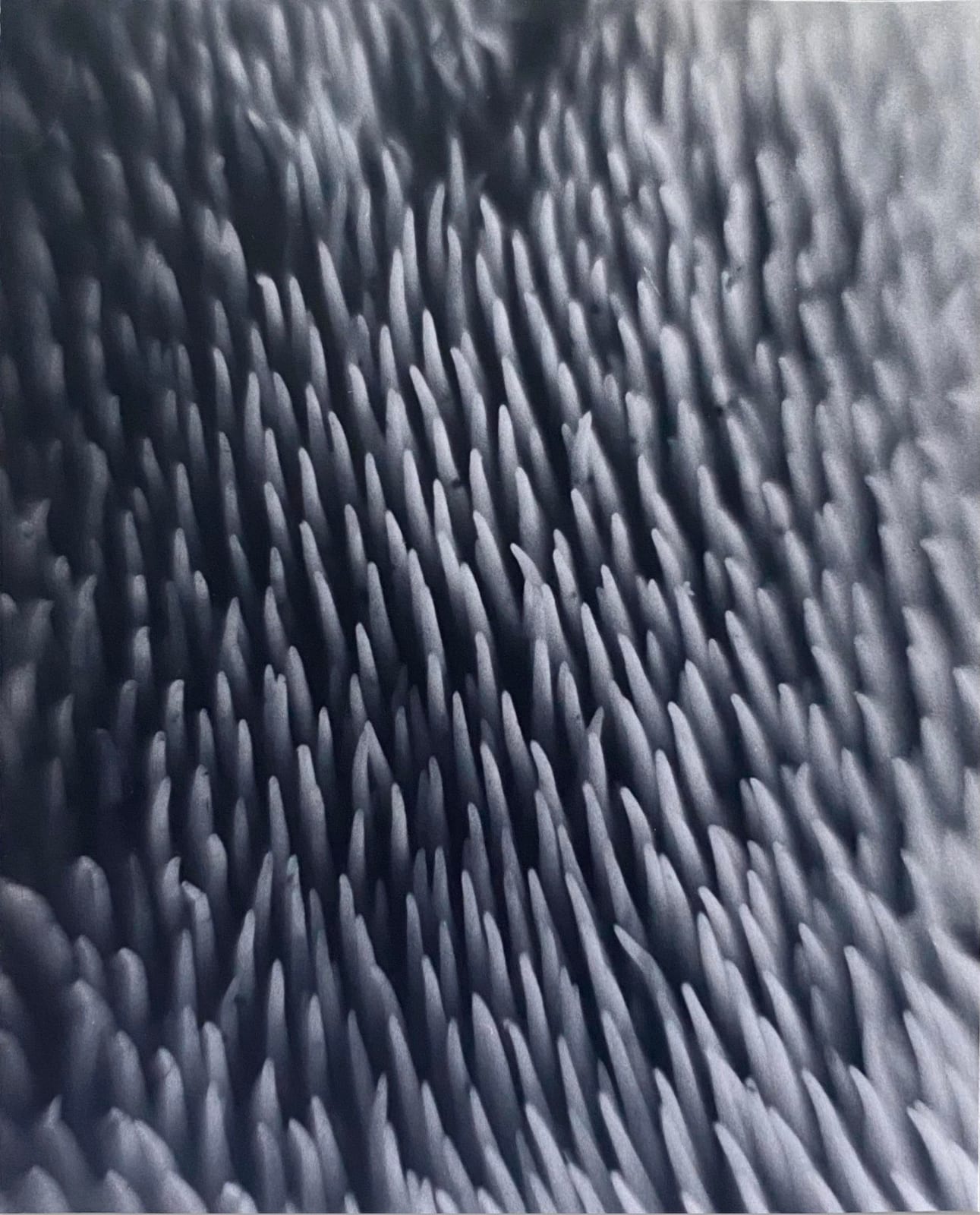 Tommy Nease, Sarcodon Imbricatus, 2018