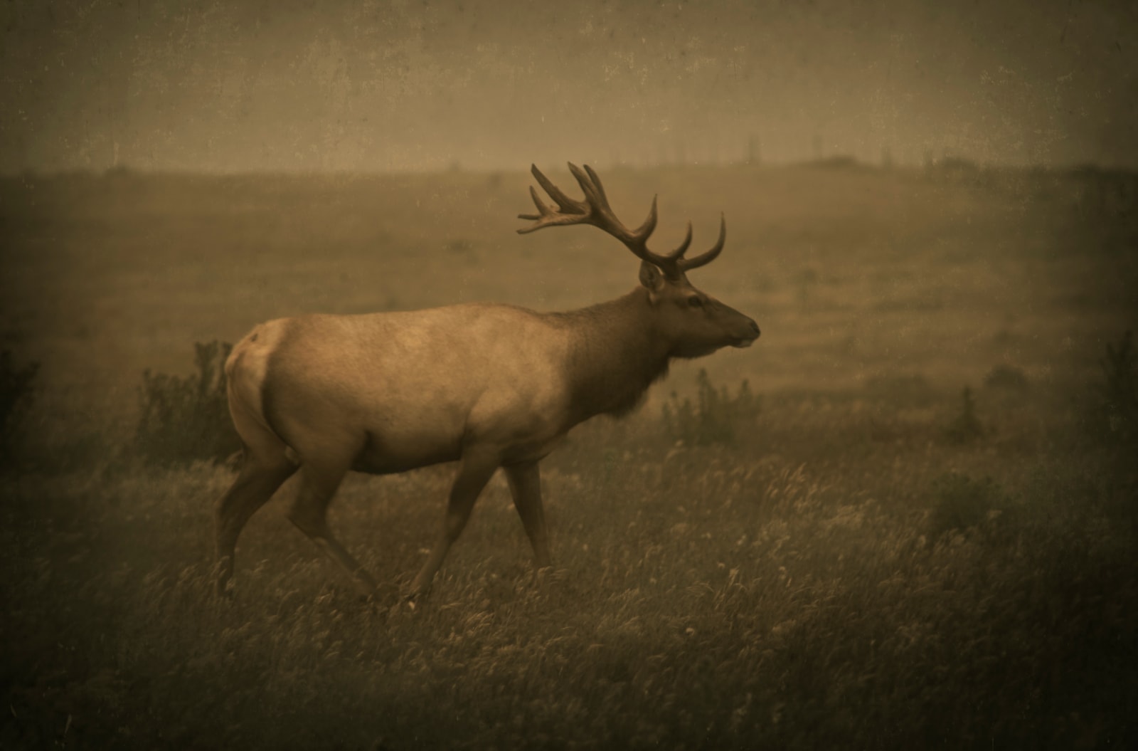 Jack Spencer, Lone Elk, Point Reyes, California, 2014