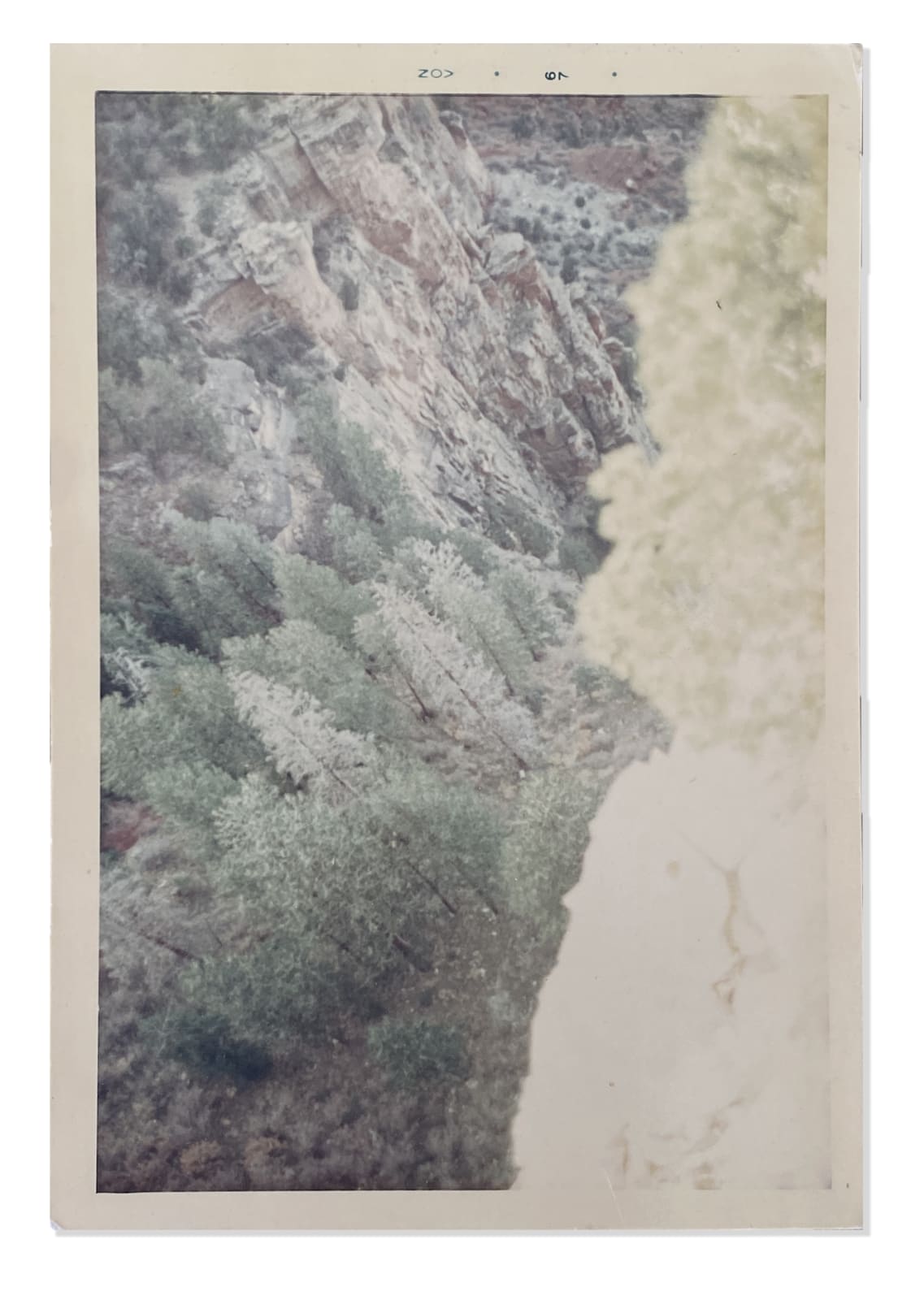 William Eggleston, Untitled (Gully from Above with Pines), 1967