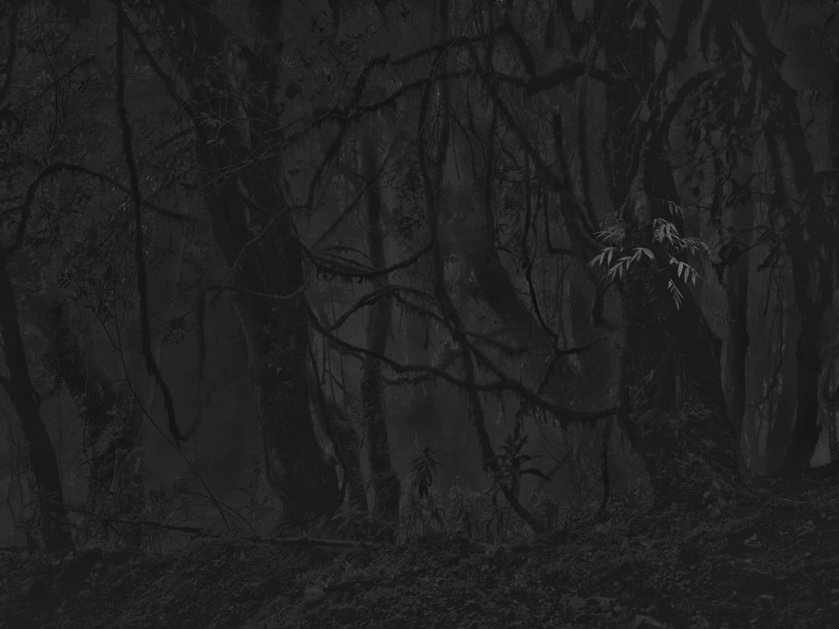 Bastiaan Woudt, Jungle, 2019