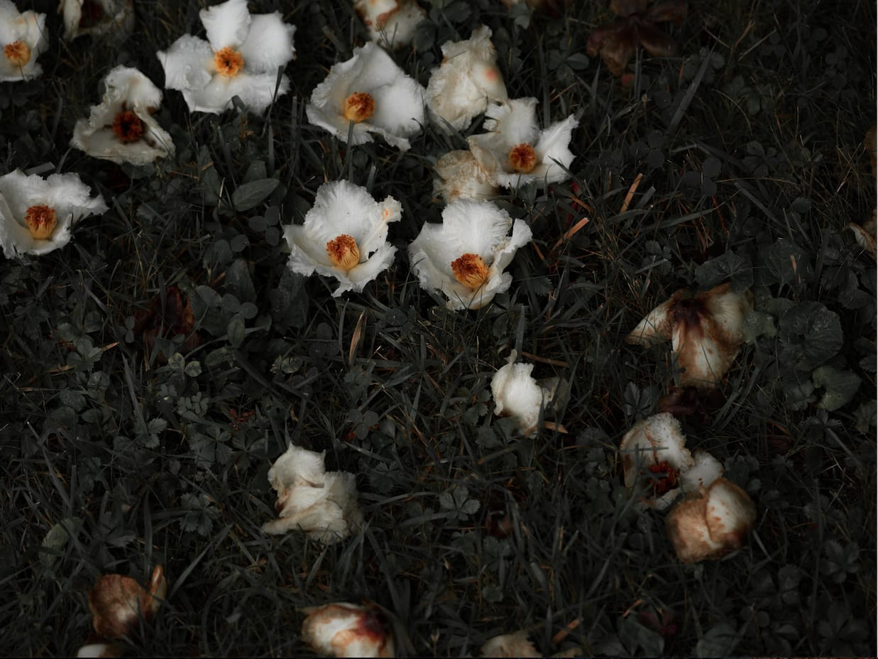 Carolyn Carr, Ground Flowers no. 5, 2018