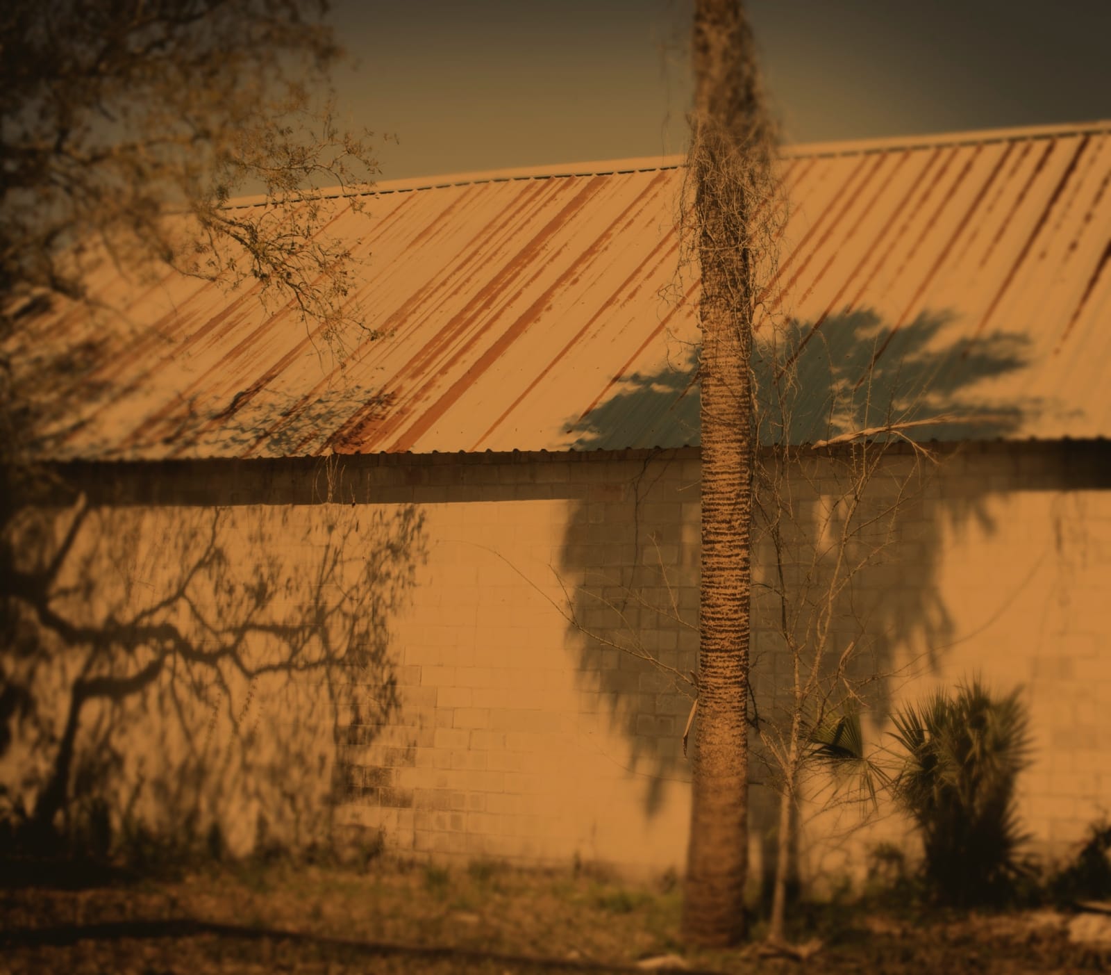 Jack Spencer, Palm Shadow, 2009