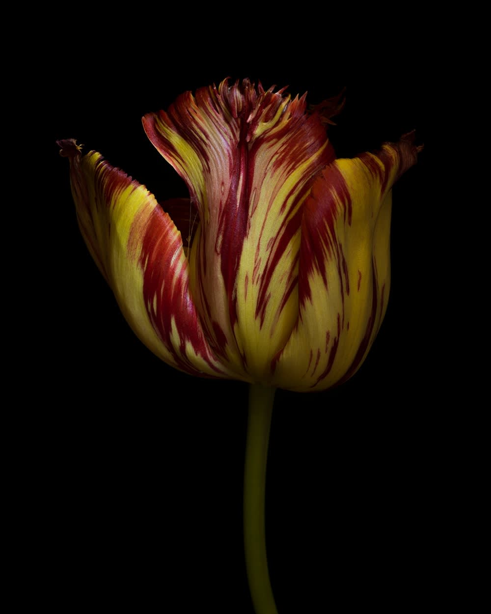 Ron Van Dongen, Tulipa ‘Aleppo’ (mutant) (RSL071), 2016
