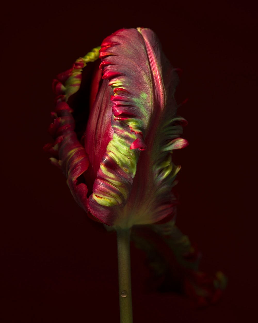 Ron Van Dongen, Tulipa ‘Rococo’ (RSL024), 2015