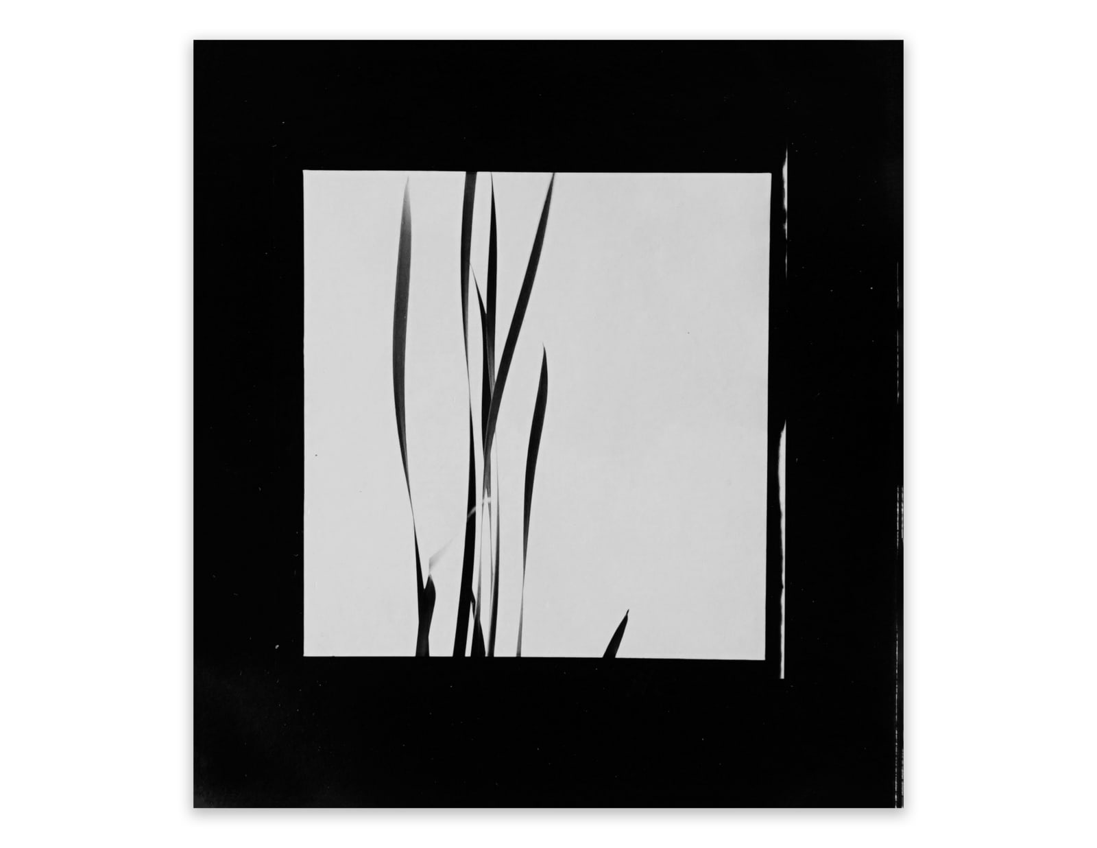 Harry Callahan, Cattails Against Sky, 1948