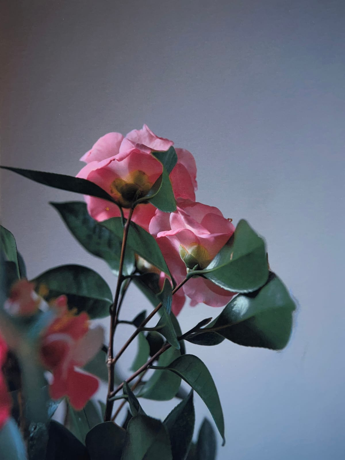 Carolyn Carr, First Morning, 2023