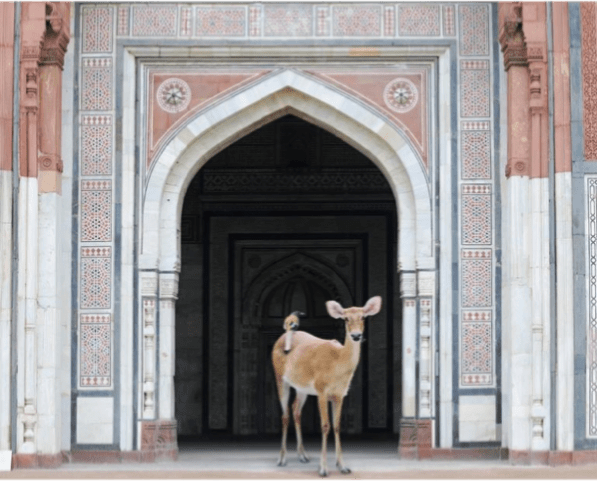 Karen Knorr, The Messenger, Purana Qila, New Delhi, 2011