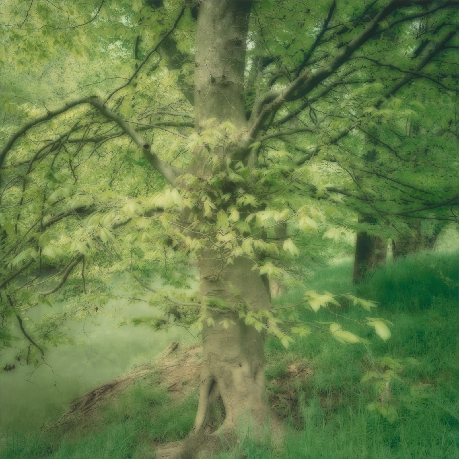Lynn Geesaman, Reflection Riding Arboretum, TN, (4-03-18c-4), 2003