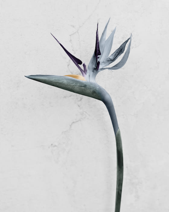 Vee Speers, Strelitzia Reginae, 2016