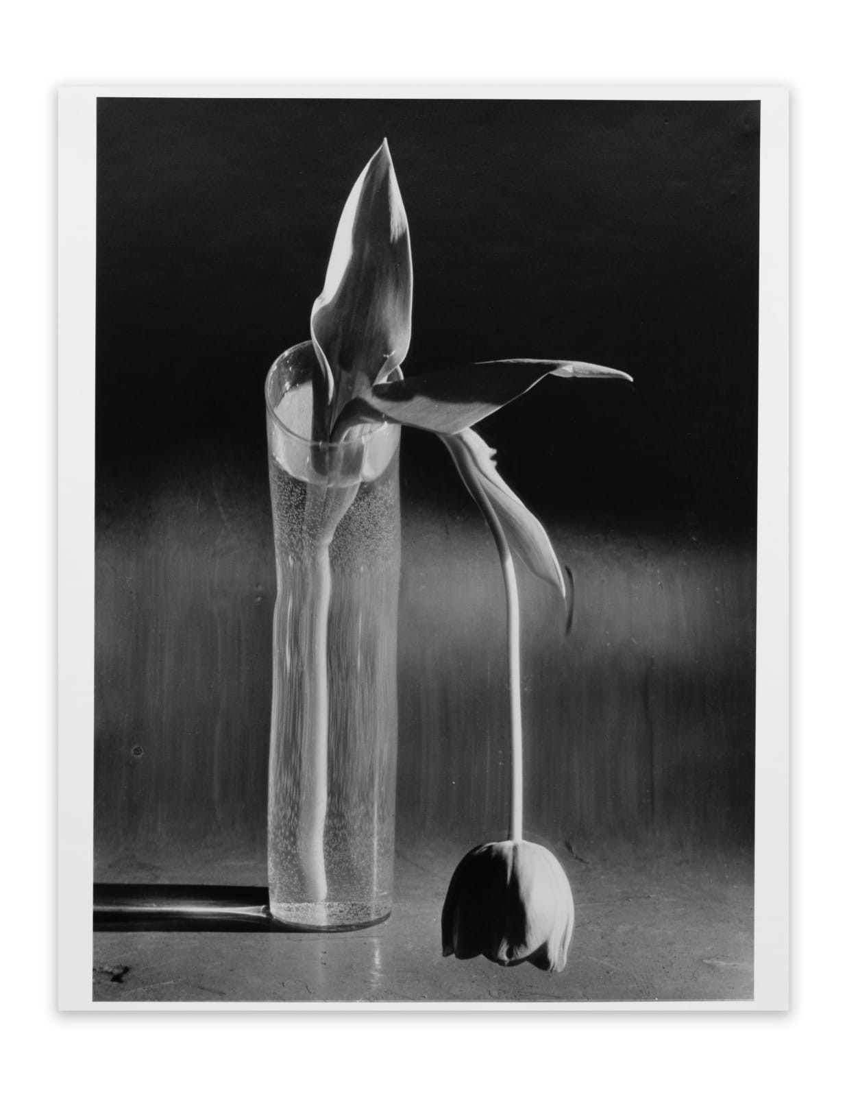 André Kertész, Melancholic Tulip, 1939