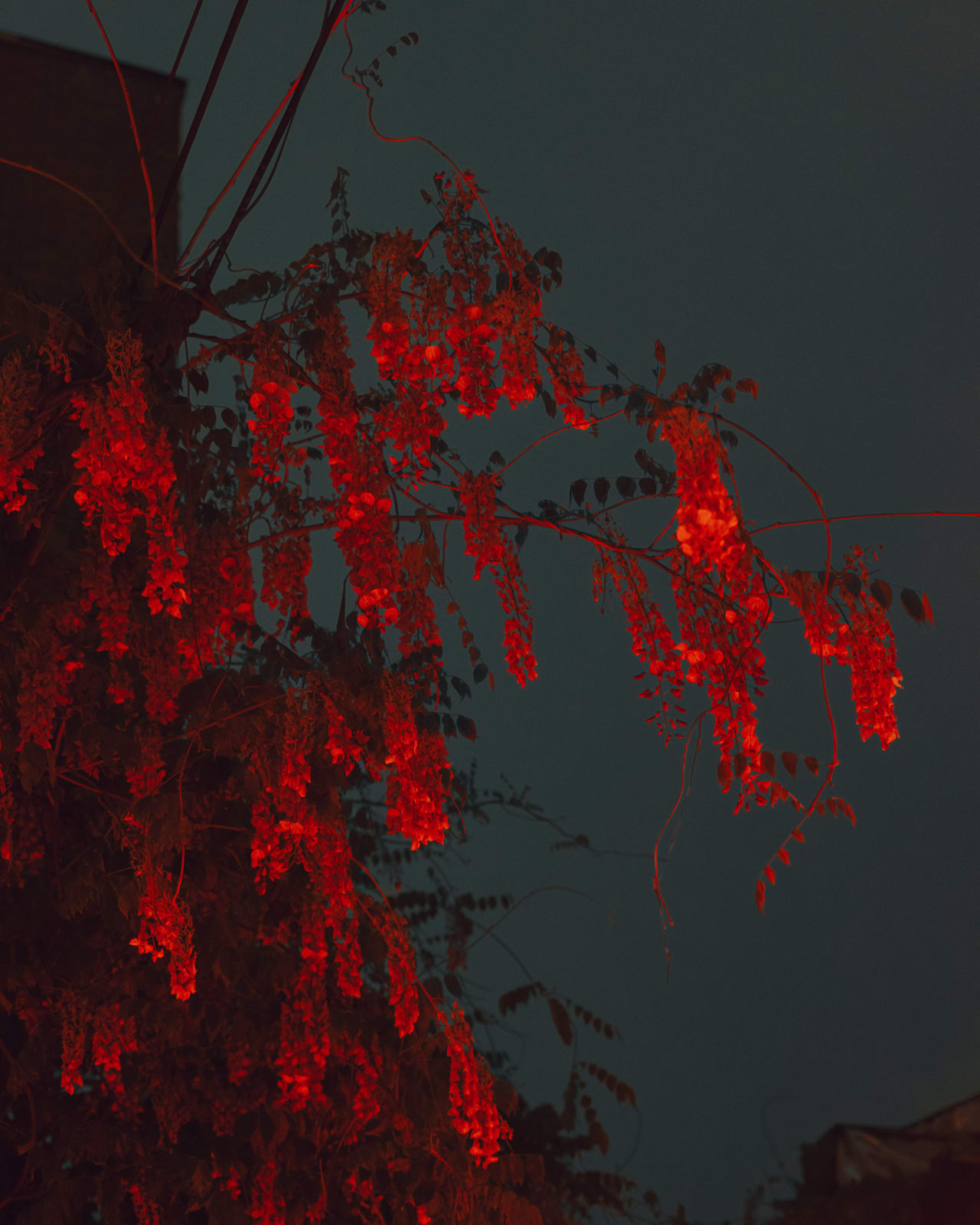 Christopher Anderson, Untitled #4, 2017-2018