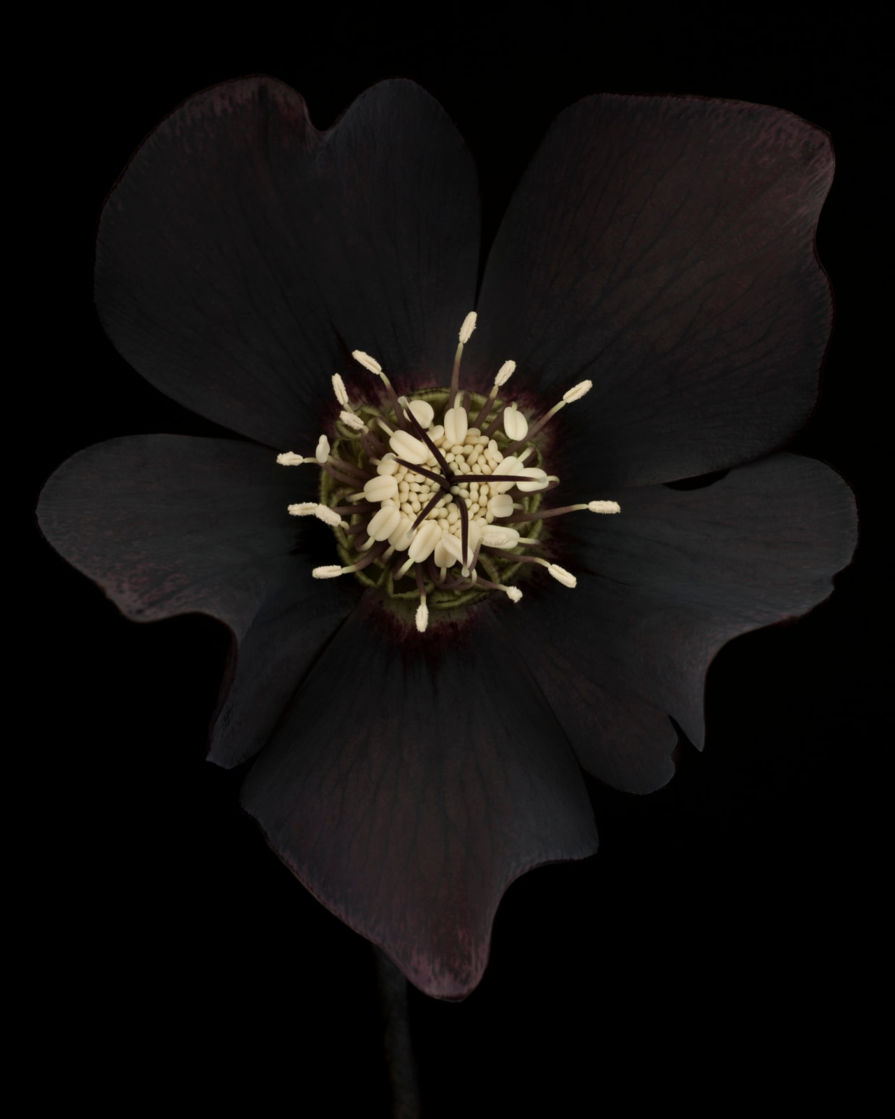 Ron Van Dongen, Helleborus x hybridus ‘Odile’ (RSL003), 2013