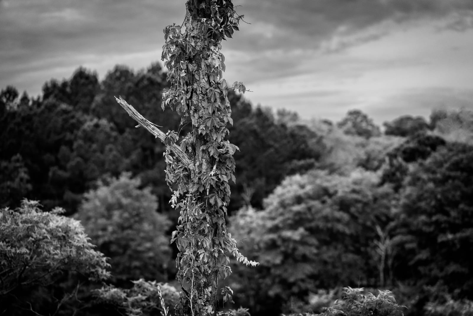 Sheila Pree Bright, Breath, 2021