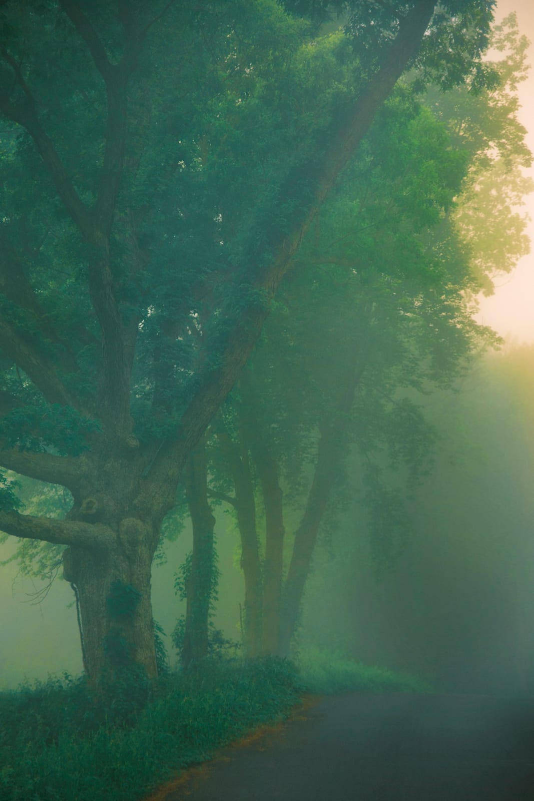 Erik Madigan Heck, Untitled, The Garden, 2019