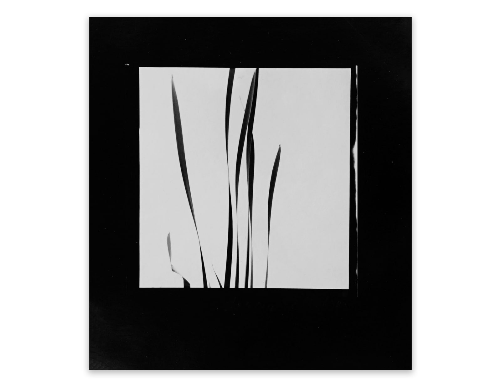 Harry Callahan, Cattails Against Sky, 1948
