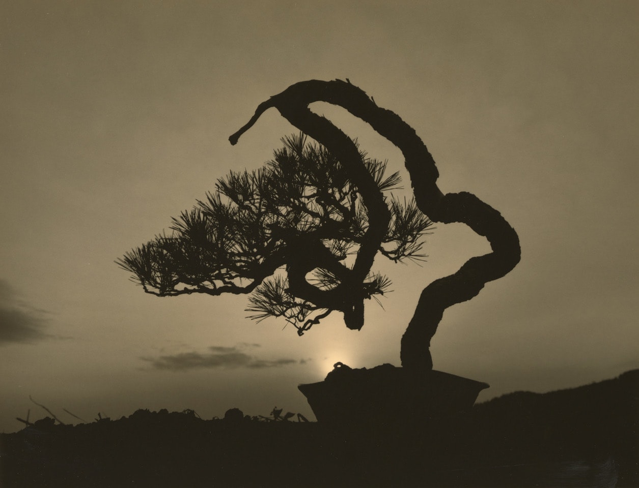 Yamamoto Masao, Bonsai #4016, 2018