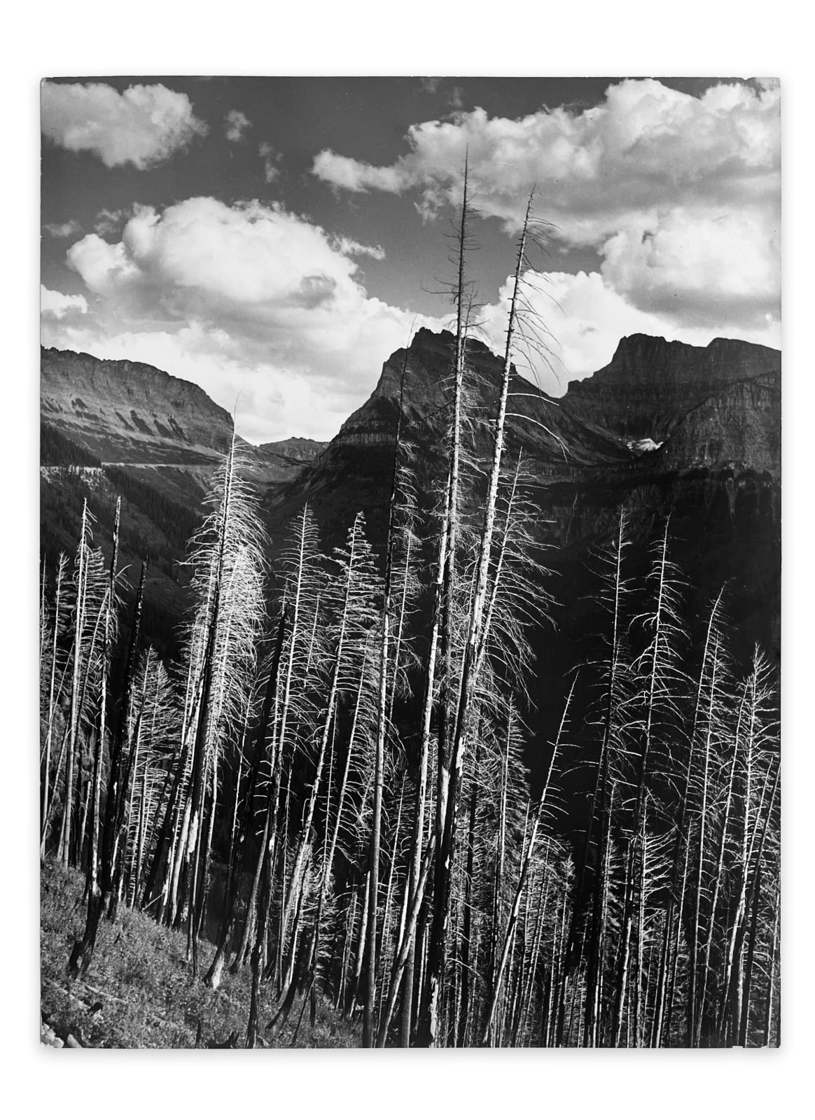 Marion Post Wolcott, Results of Forest Fire, Glacier National Park, Montana (FSA #58037-D), 1941