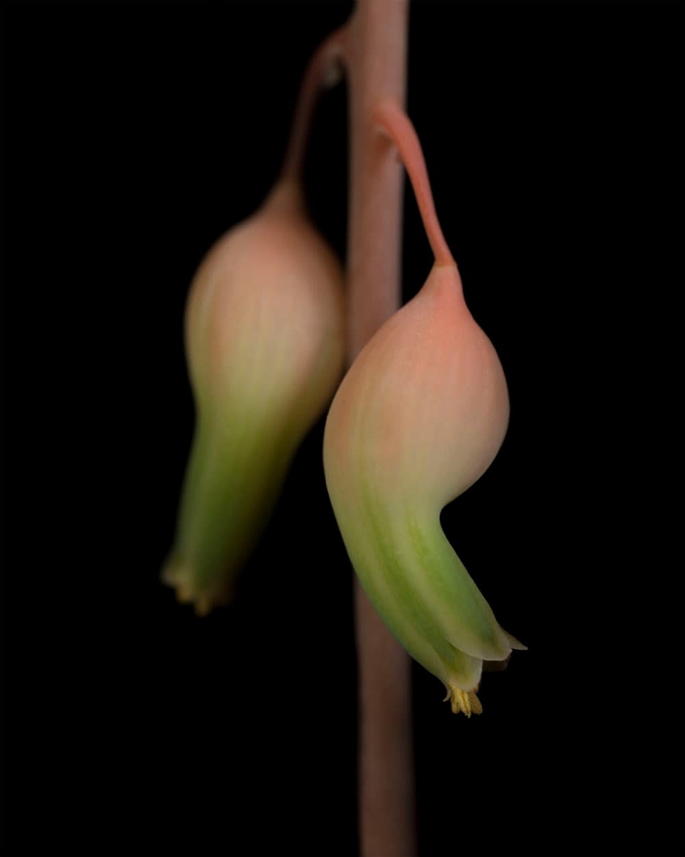 Ron Van Dongen, Gasteria glomerata (RSL041), 2015