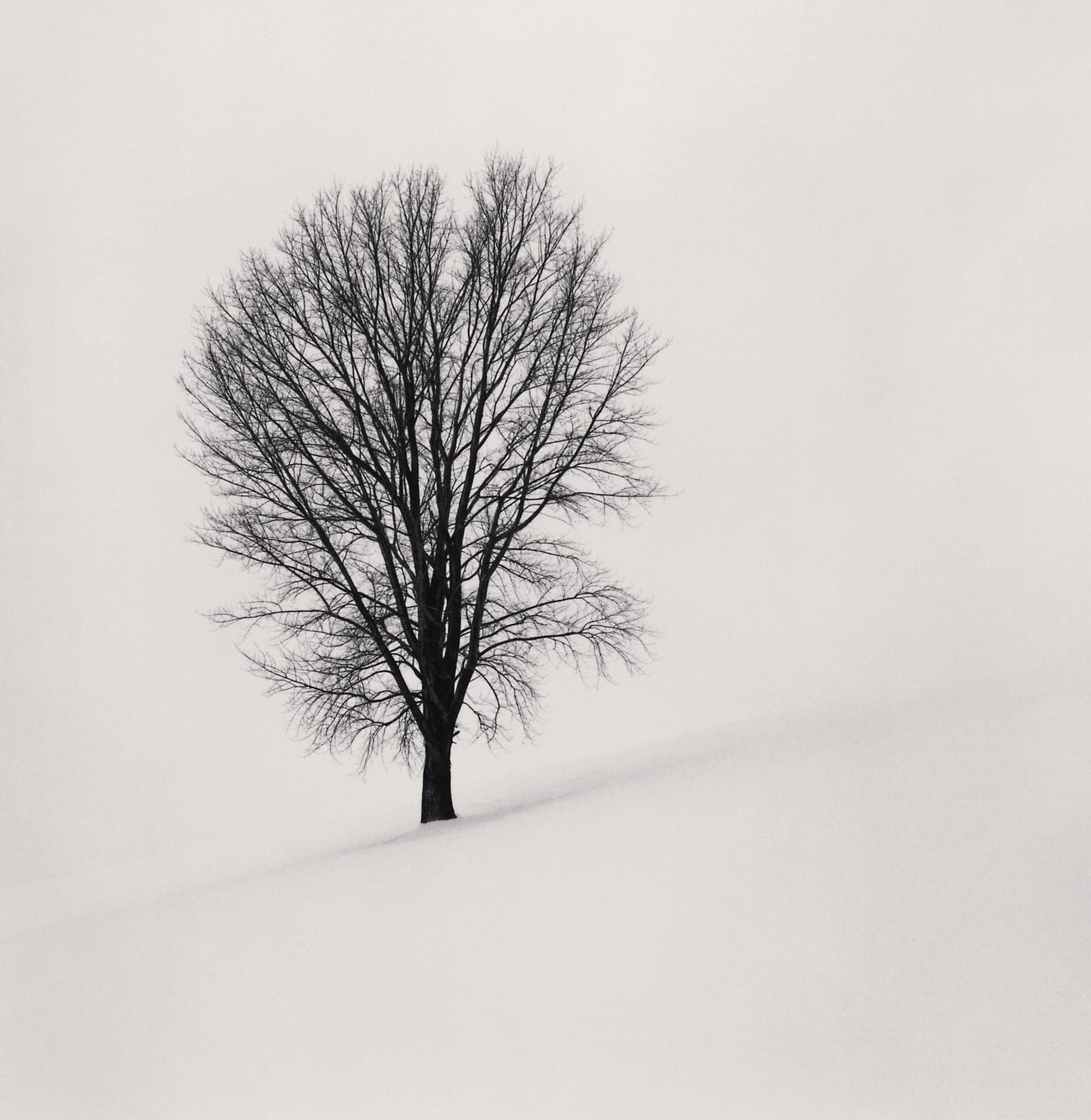 Michael Kenna, Philosopher's Tree, Study 1, Biei, Hokkaido, Japan, 2004