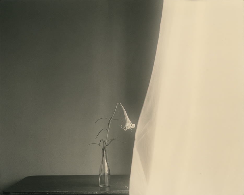 Yamamoto Masao, Tomosu #6002, 2023
