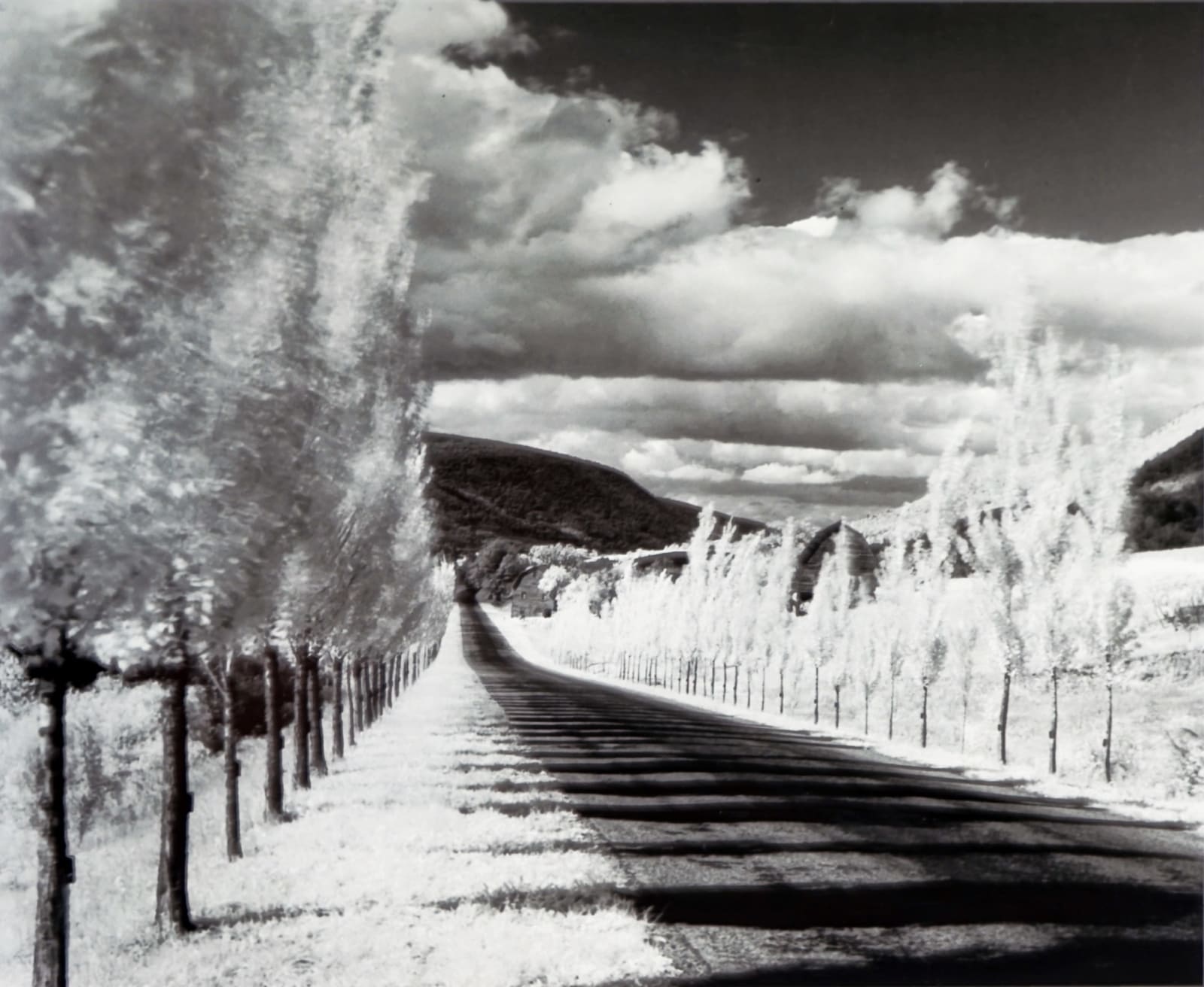 Minor White, Road and Poplar Trees, Naples, New York, 1955