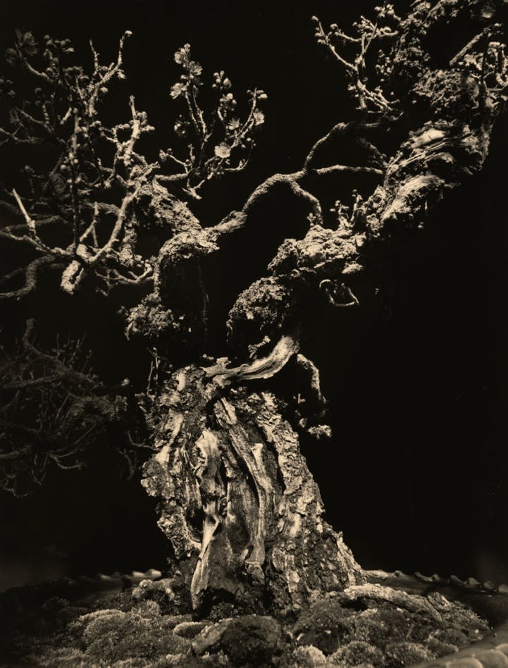 Yamamoto Masao, Bonsai #4010, 2018