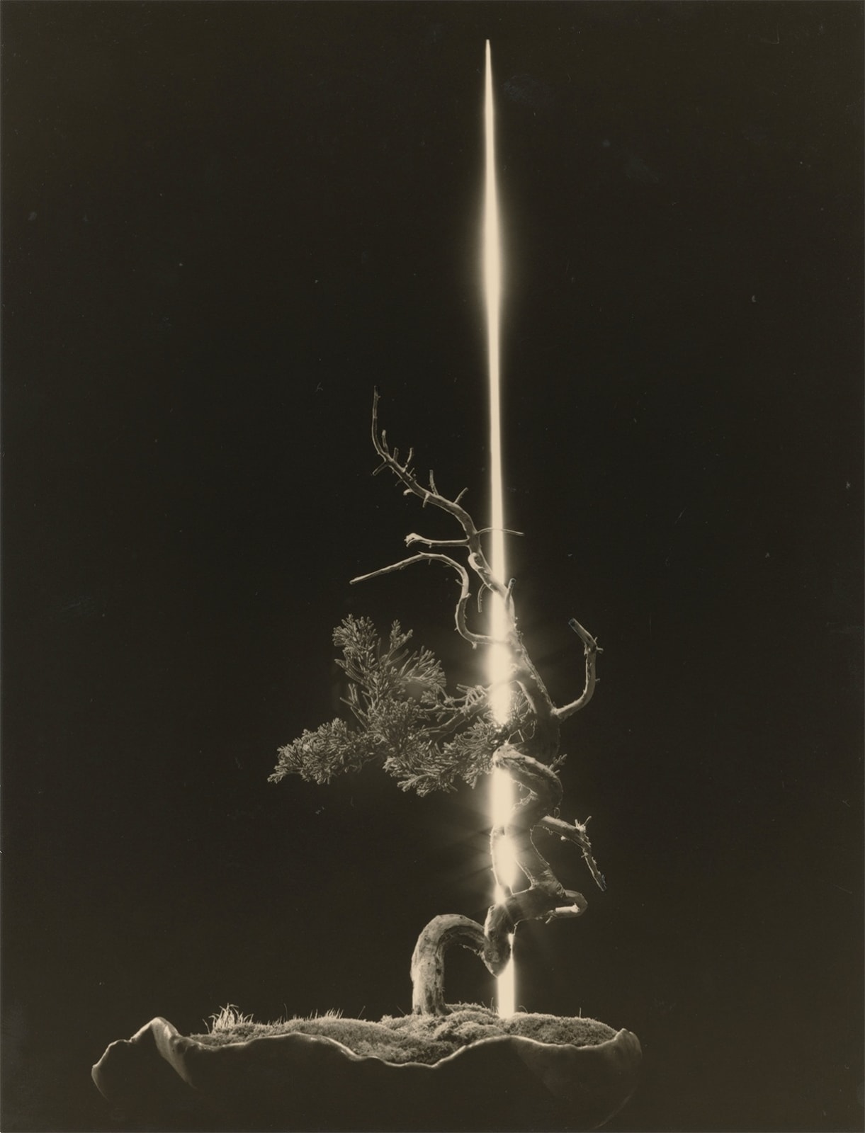 Yamamoto Masao, Bonsai #4054, 2022