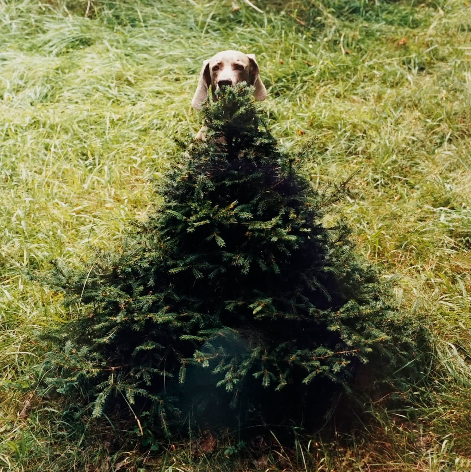 William Wegman, Fü